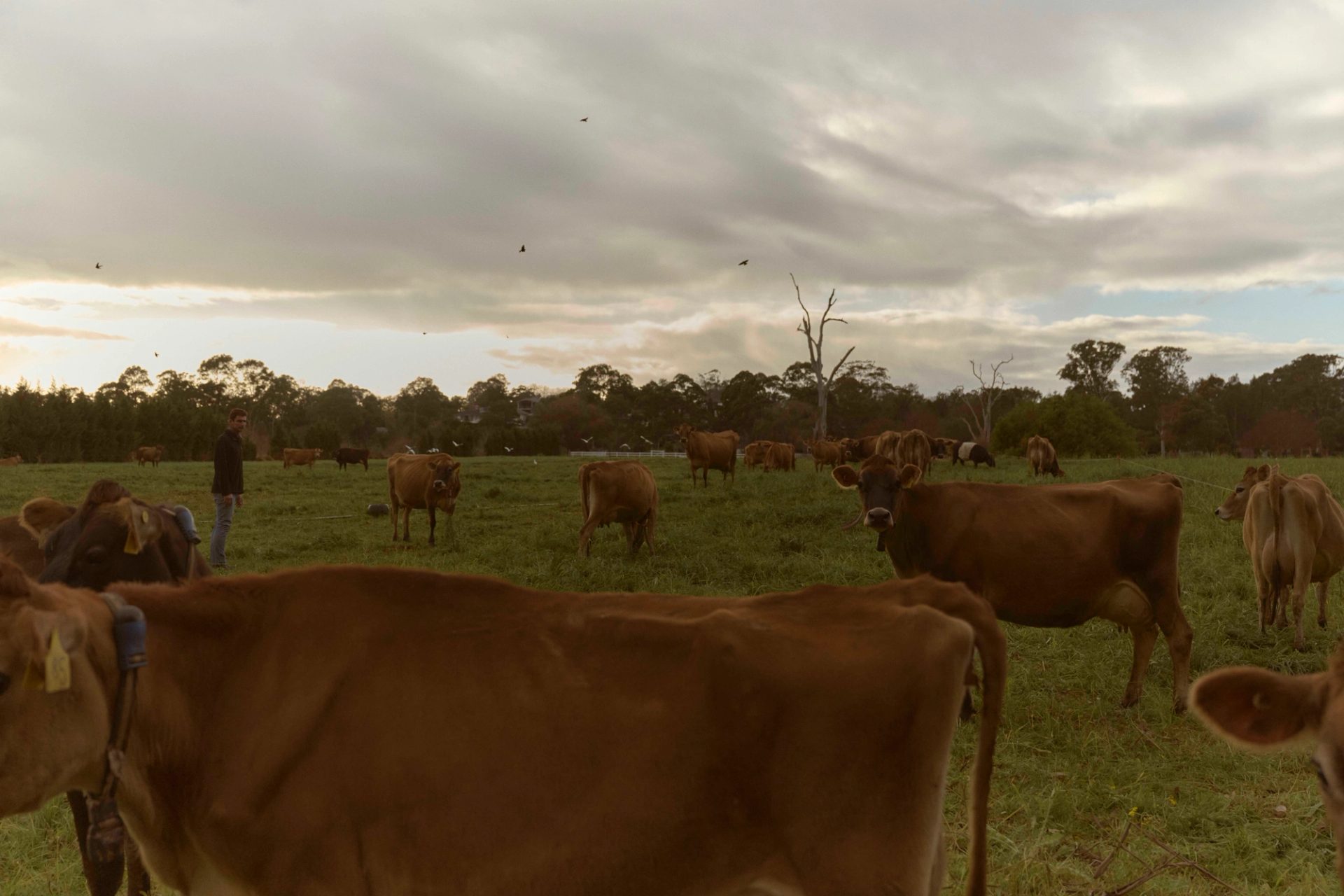 Cows in field.