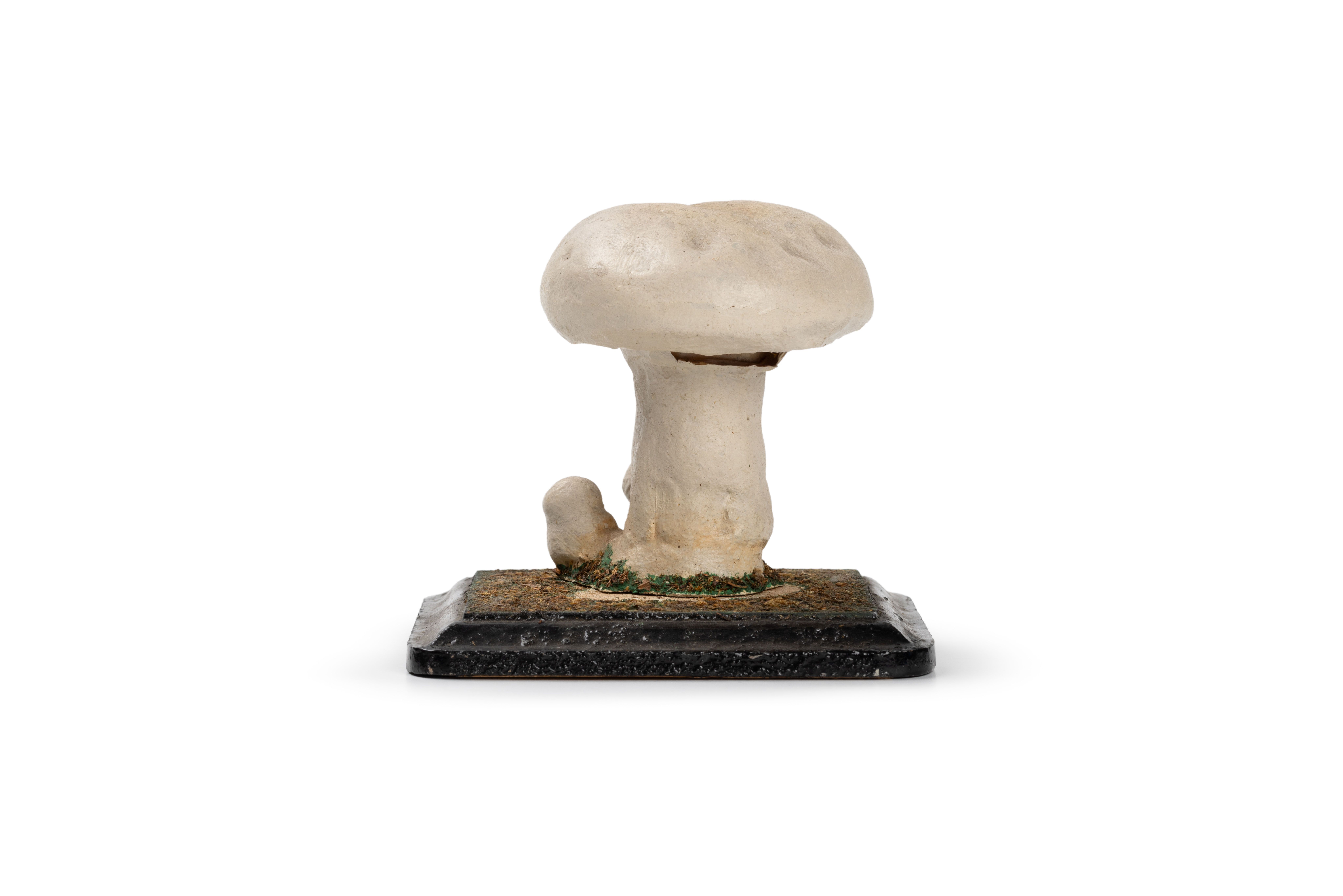 One large and two small button mushrooms. They have thick, round white stems with pink gills and bulbous round caps.