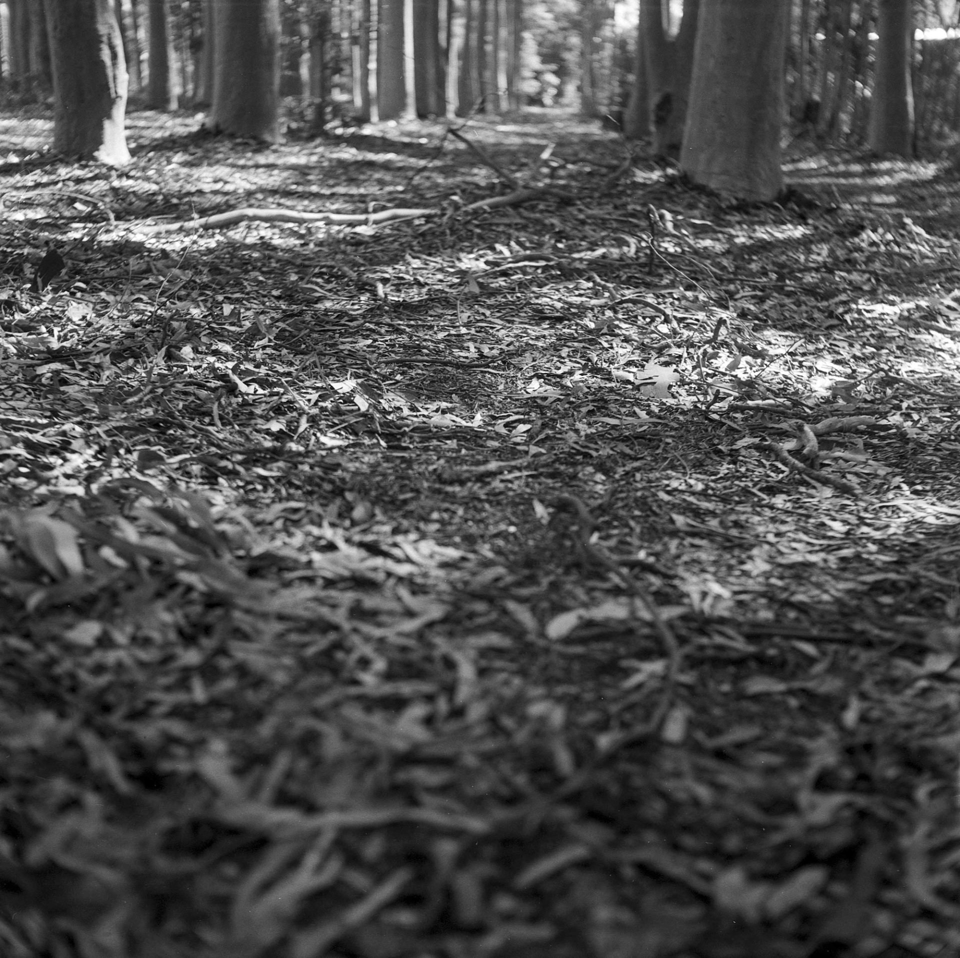 Tree floor.