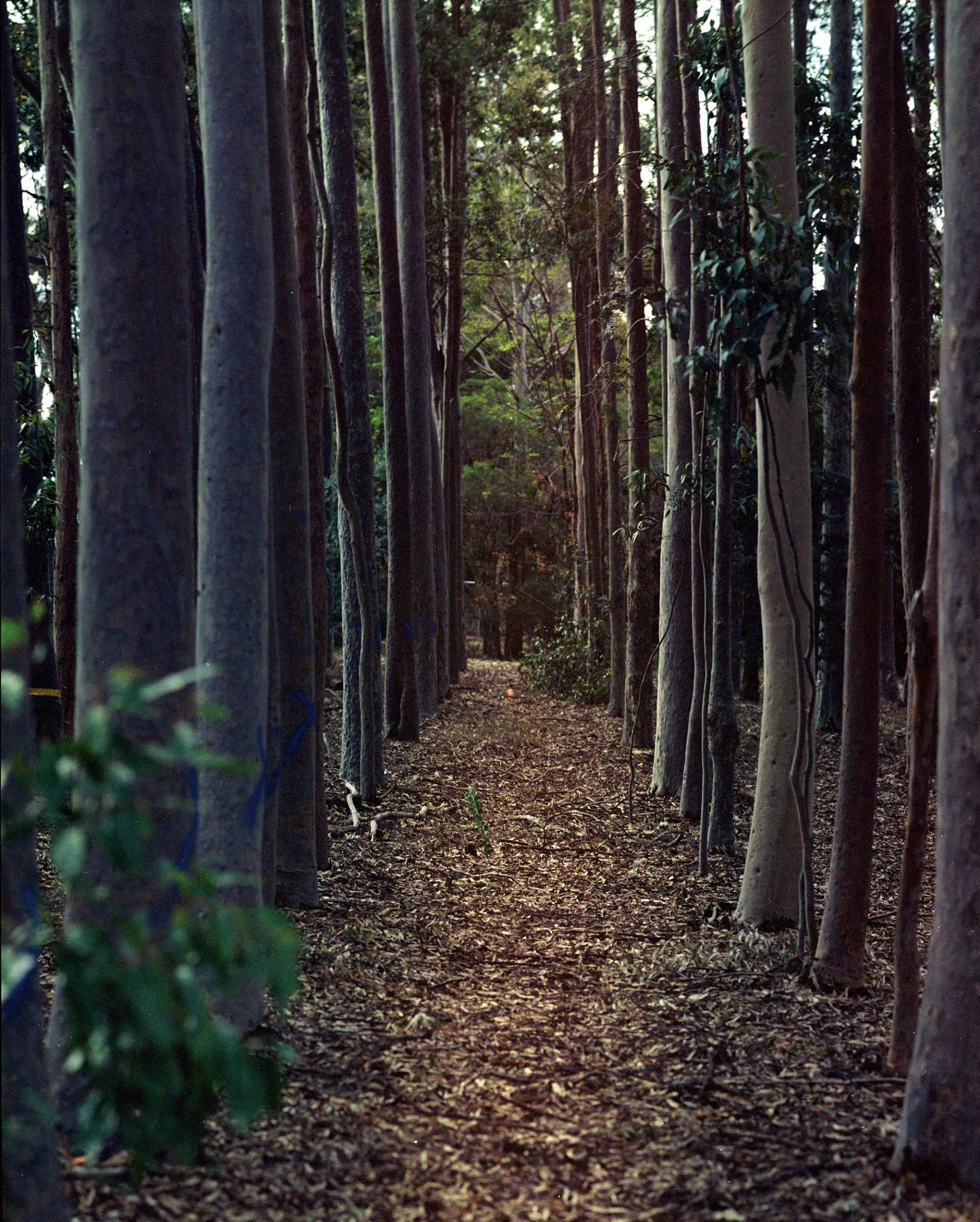 Tree soldiers.