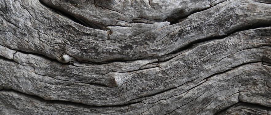 A close up of the dark grey bark of a boon wurrung tree.