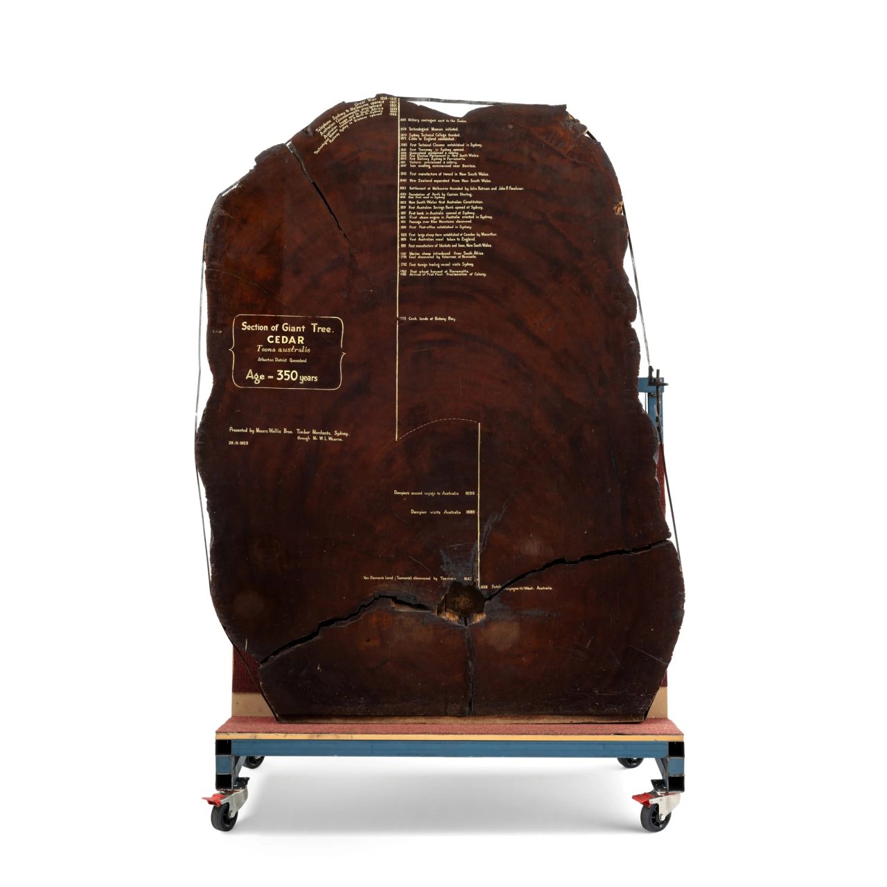 Specimen, section of Red Cedar tree, Cedrela toona.