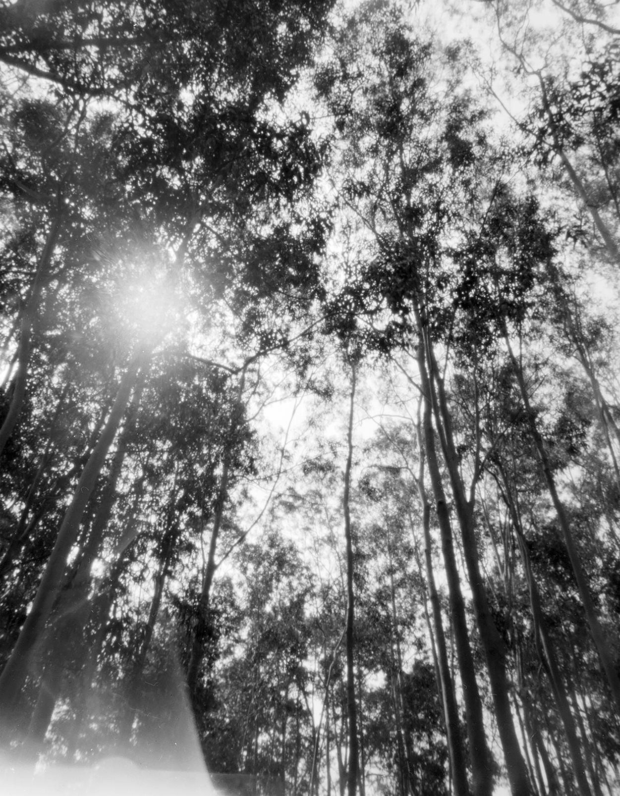 Black and white photograph of rows of eucalypt in a plantation