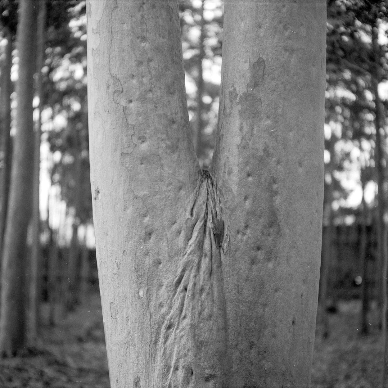 Tree trunk joinery.