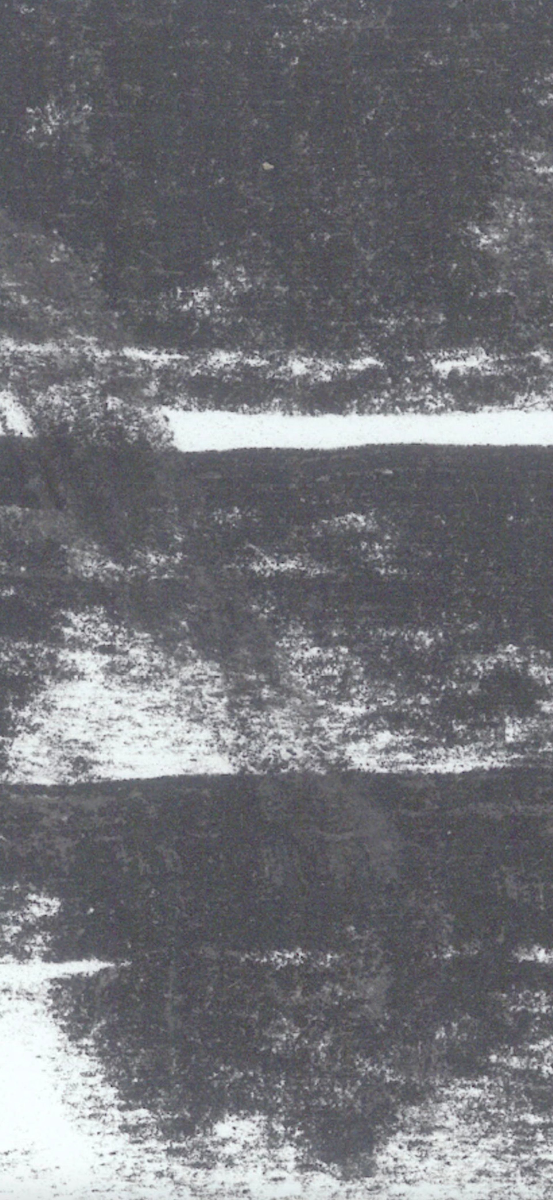 The Ethos of the Forest