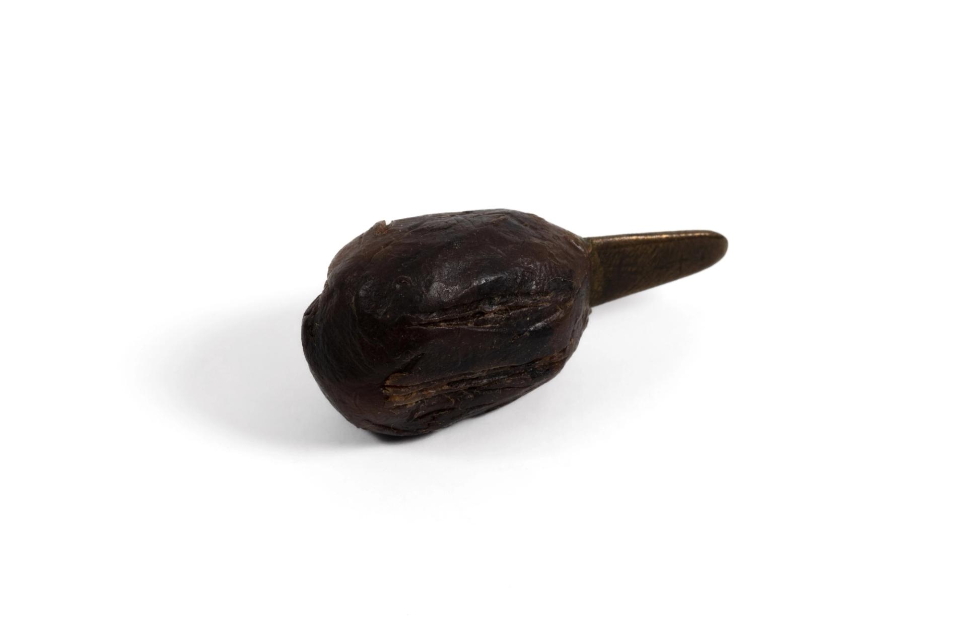 A small dark brown (brass) oval-shaped object with a longer point sticking out from the back.