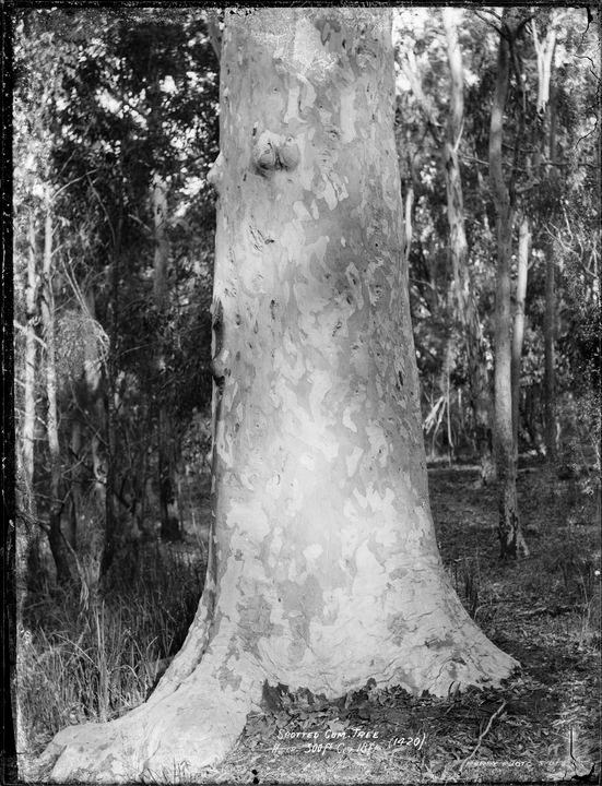 Glass negative, full plate, 'Spotted Gum Tree, Hgt. 300ft, Cir. 18ft', Kerry and Co, Sydney, Australia, c. 1884-1917.