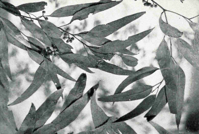 Closeup black and white photograph of eucalypt leaves hanging from a tree