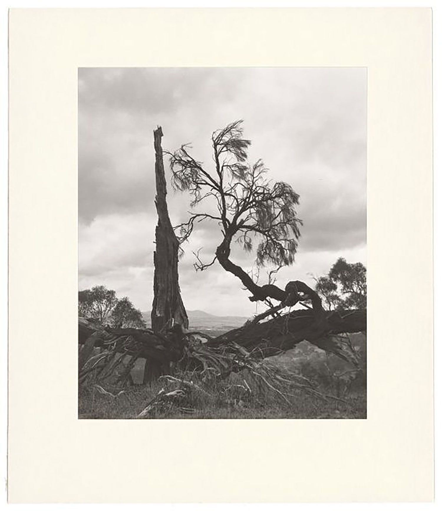A black and white photograph showing in the foreground several charred, uprooted trees silhouetted against a cloudy sky. In the distance, a hazy landscape of plains and hills can be glimpsed through the fallen trees.