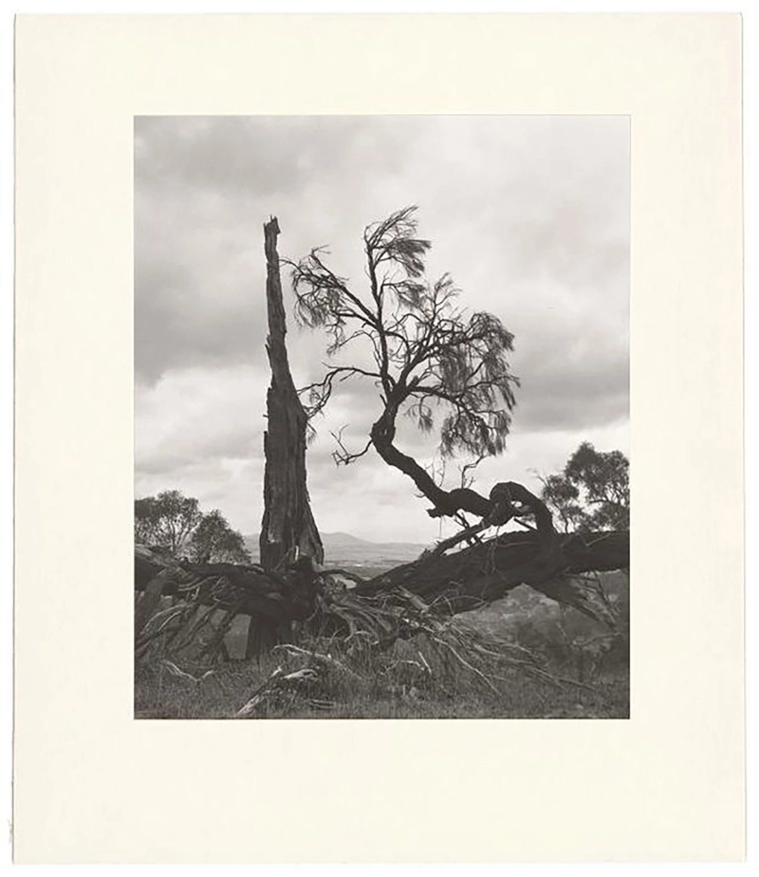 A black and white photograph showing in the foreground several charred, uprooted trees silhouetted against a cloudy sky. In the distance, a hazy landscape of plains and hills can be glimpsed through the fallen trees.