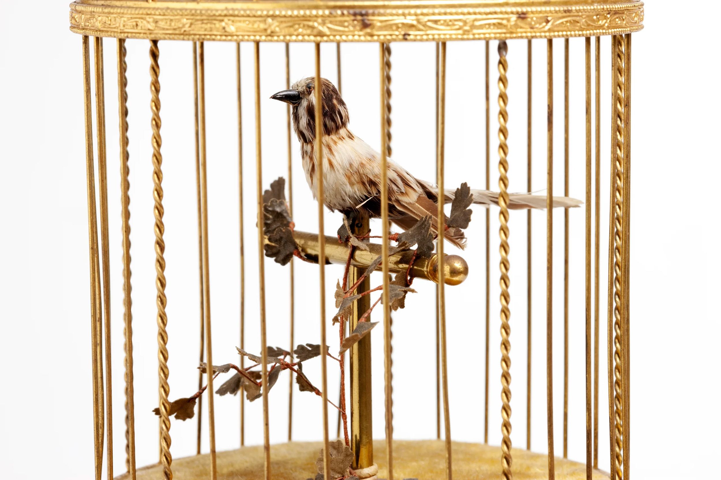 Bird in a cage