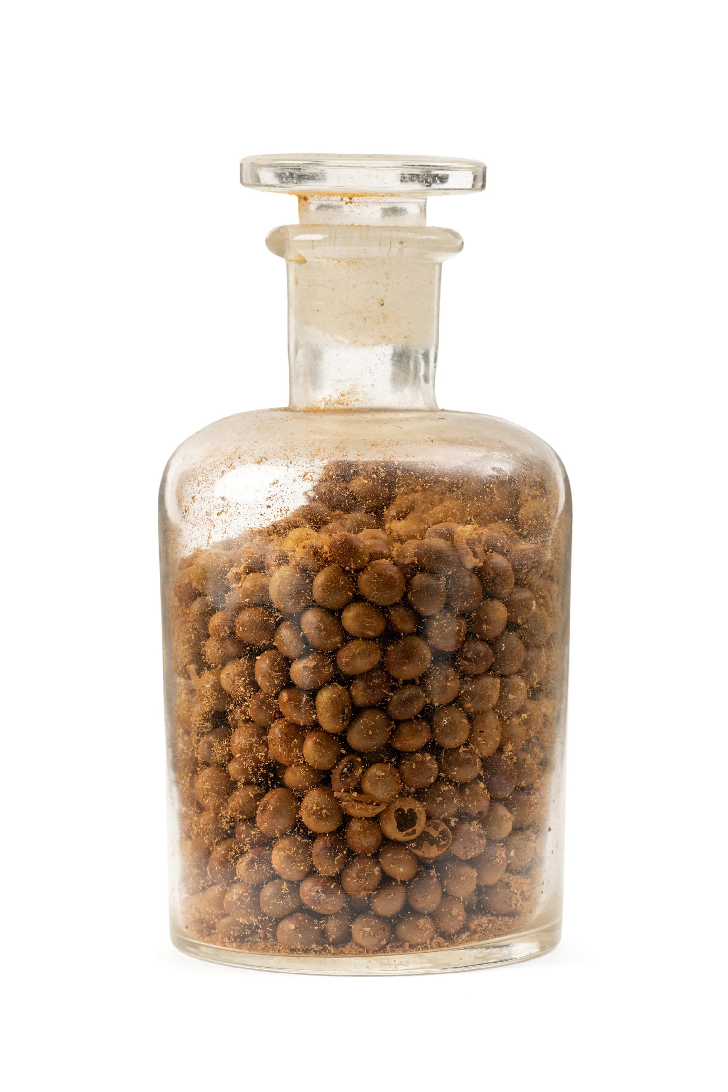 Glycine hipsida (Soy Bean) botancial specimen