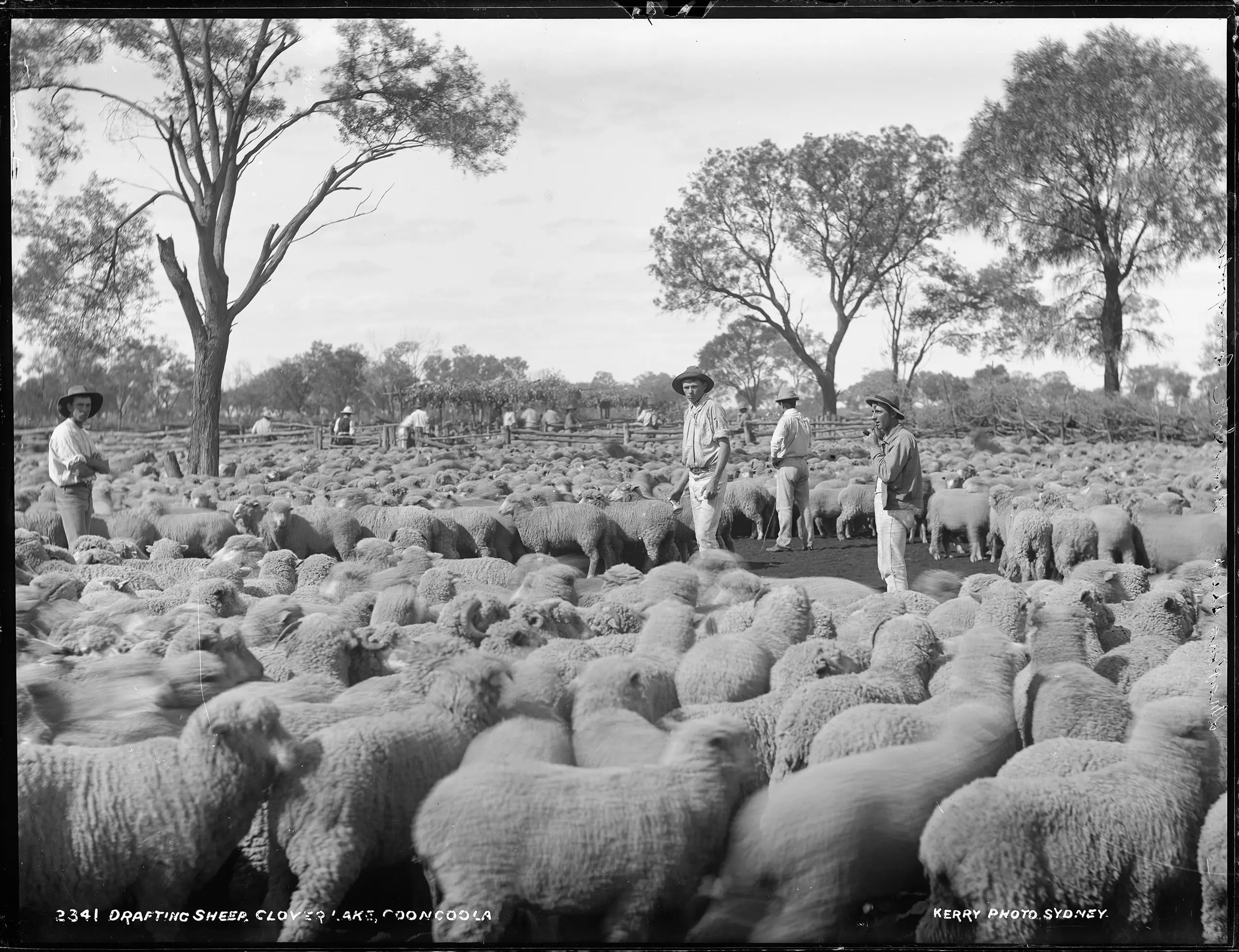 Silver gelatin dry plate glass negative in landscape format, depicting a large sheep field with farmers standing throughout the herd. The caption, studio number and studio mark are inscribed on the reverse of the negative.