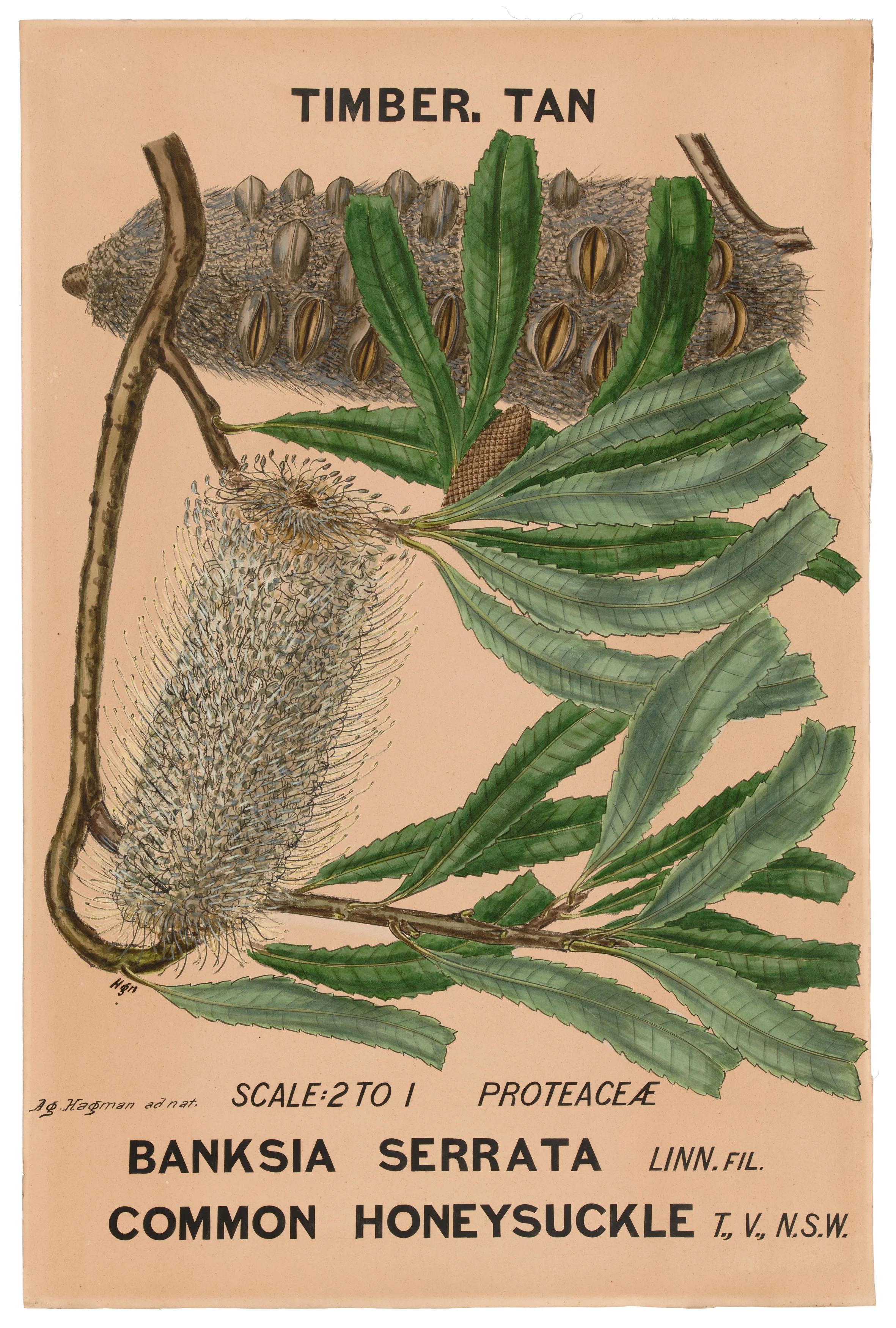 Watercolour painting of a branch with foliage, flower spikes and seed cone.