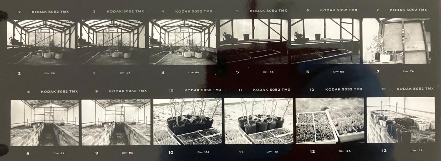 Contact sheet of black and white photographs of saplings in a greenhouse