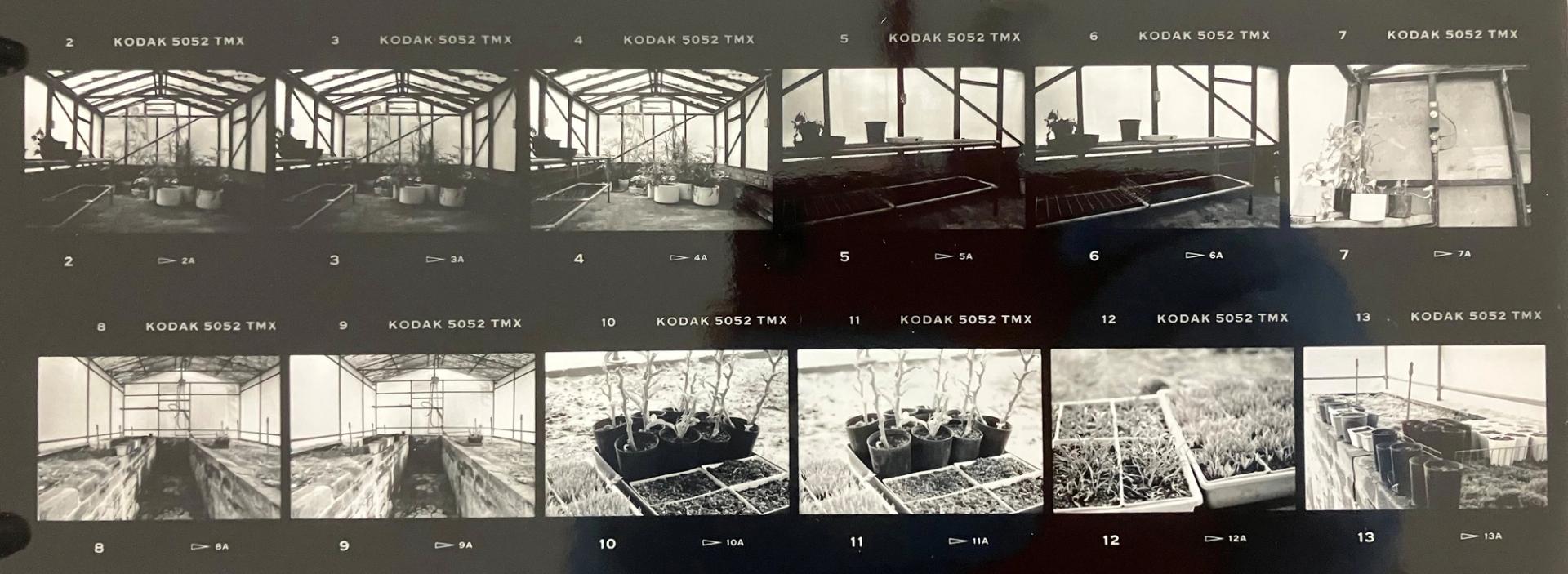 Contact sheet of black and white photographs of saplings in a greenhouse