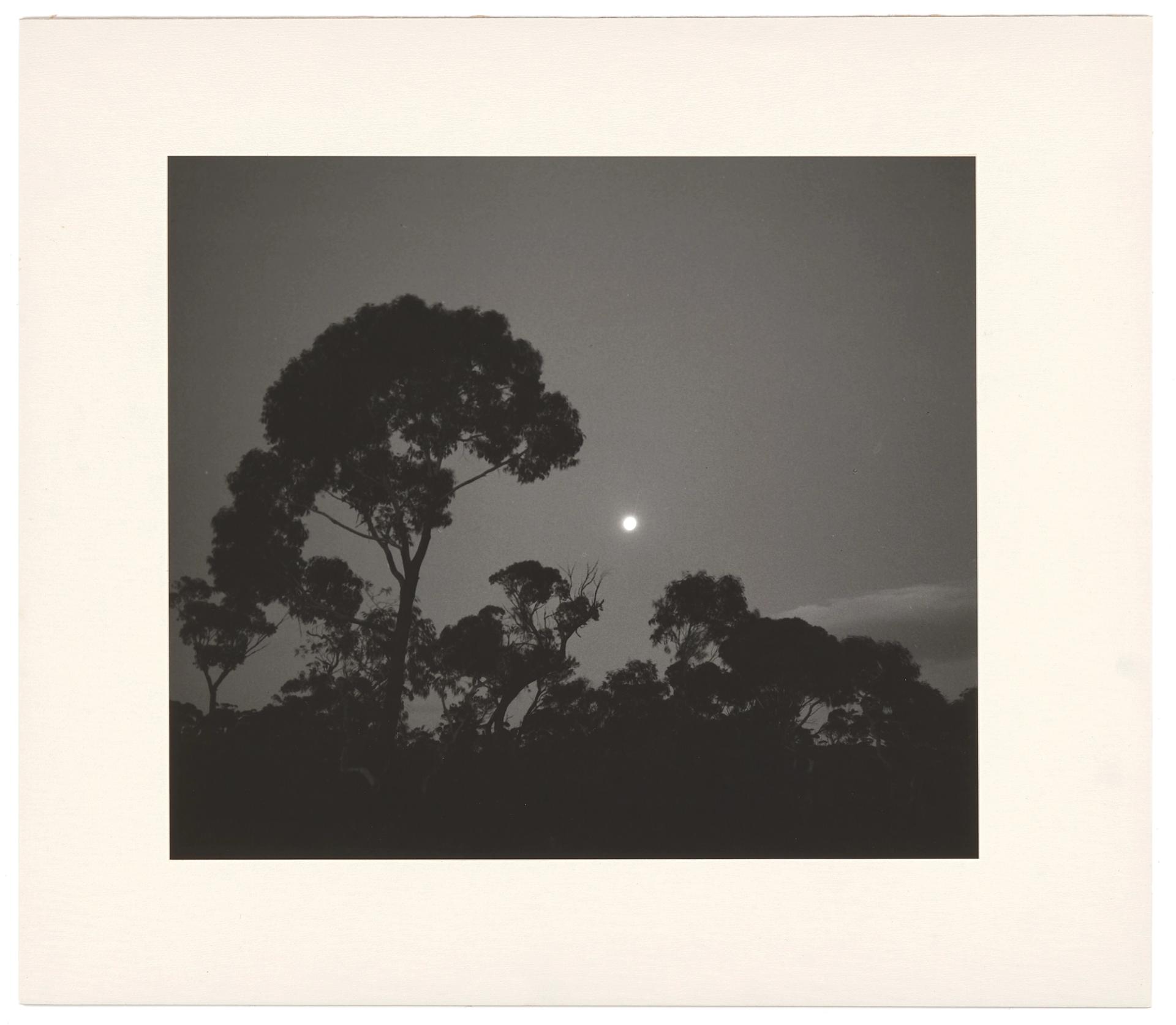 Black and white photograph showing a scene taken at night of the moon, trees in silhouette against the sky.