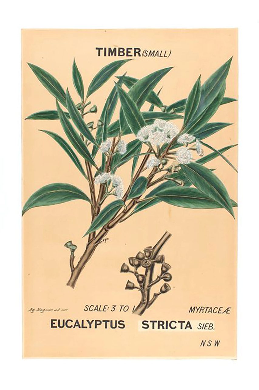 Botanical watercolour drawing of Eucalyptus stricta.