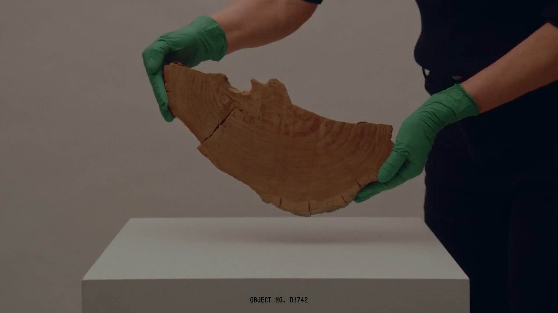 curator holding a collection object