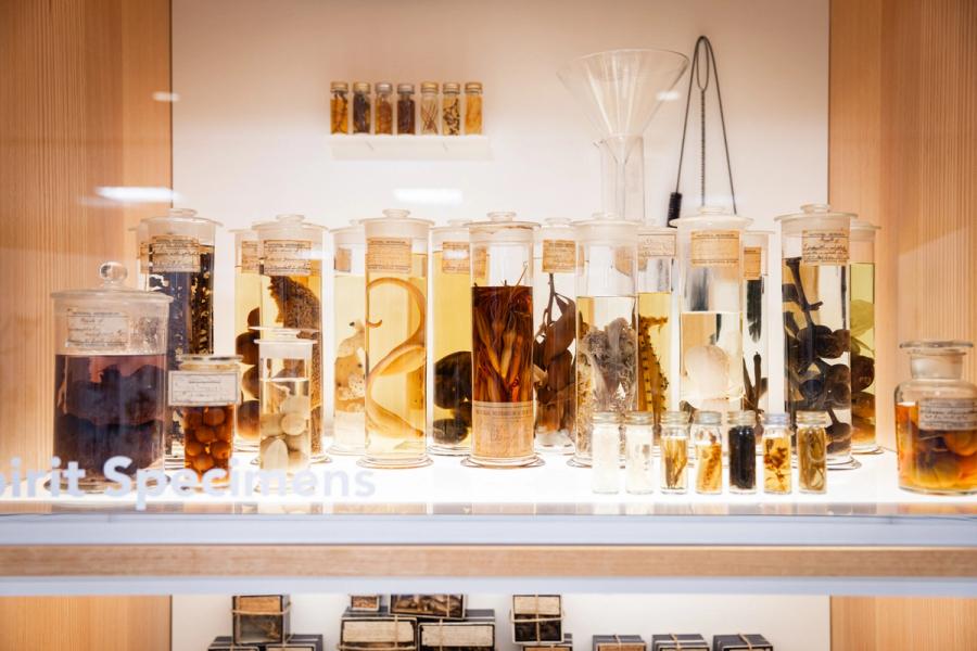 Viles and jars of specimens on a glass shelf beautifully lit