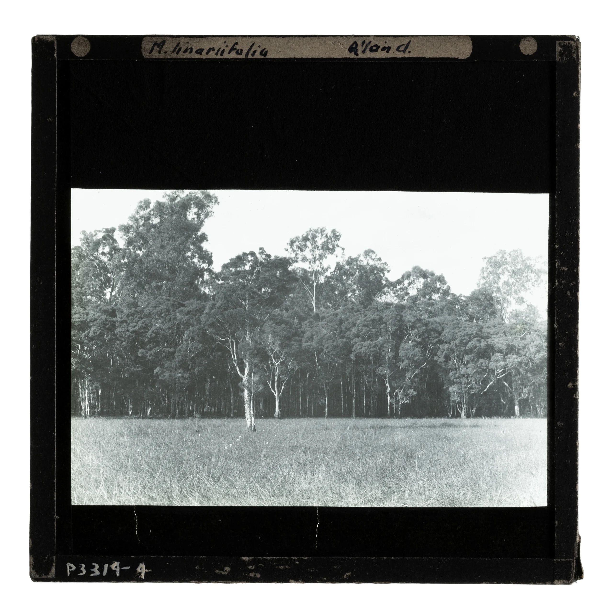 Tall trees in a grassy field.