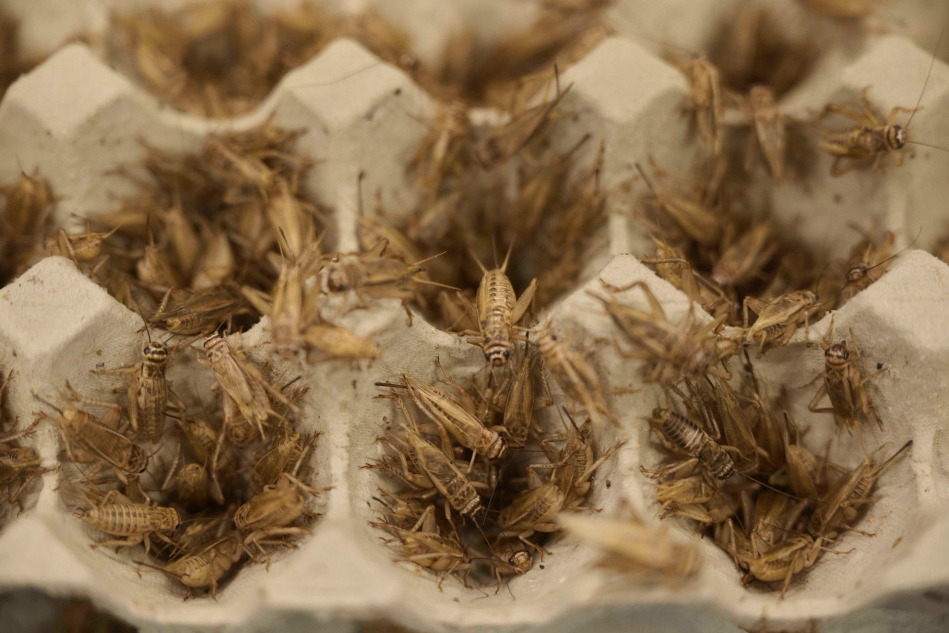 Crickets in egg tray.