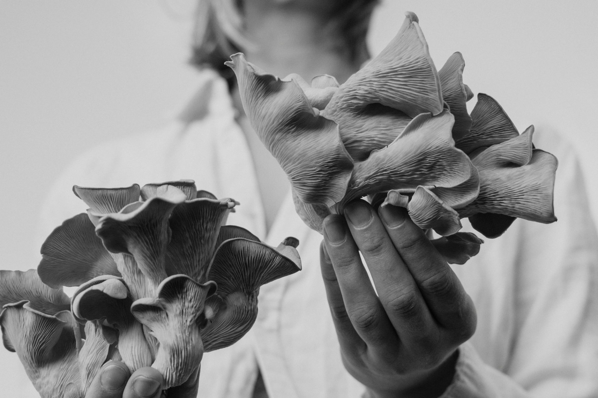 Mushrooms held in the hands of someone.