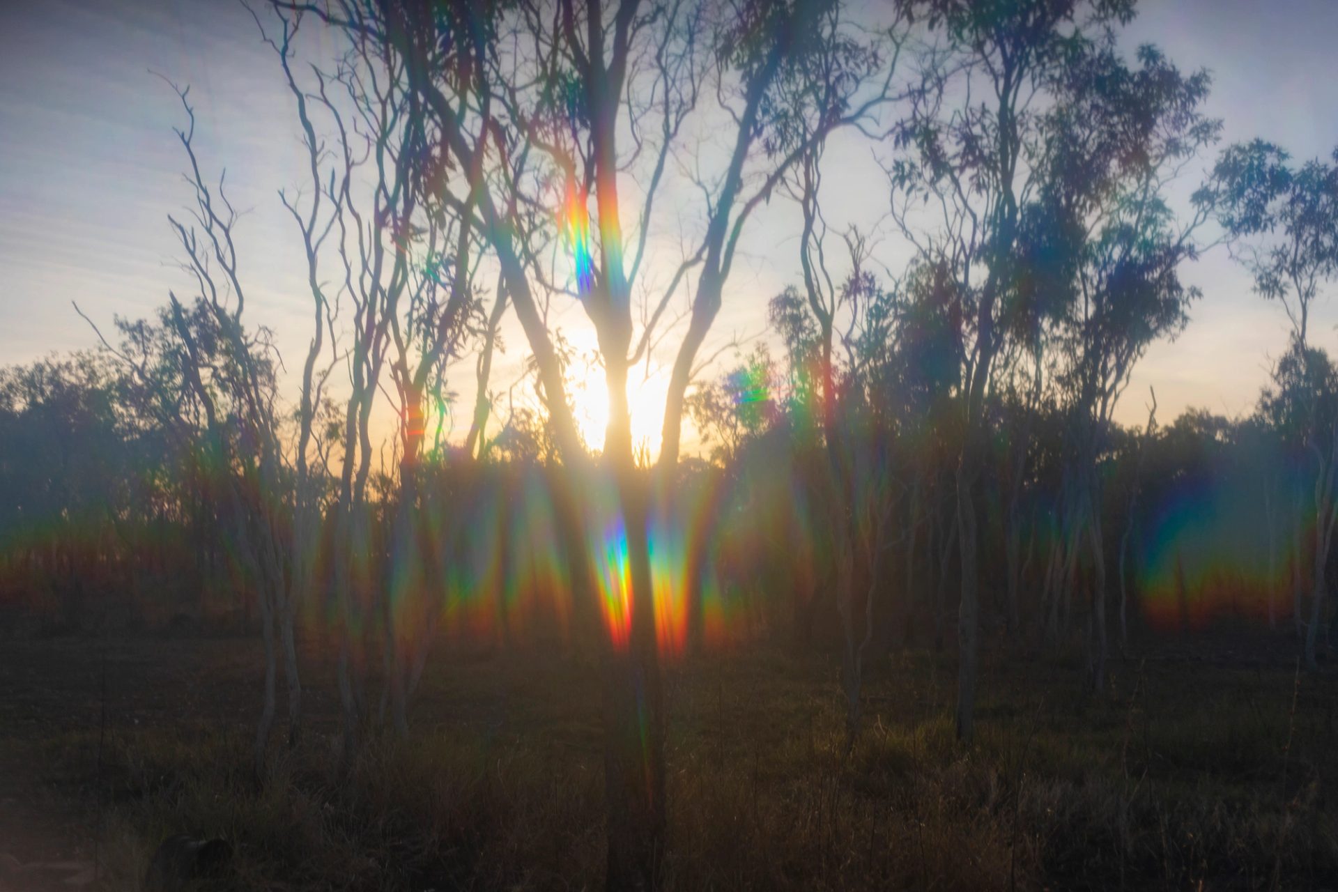Sun setting through the long trees of the bush.