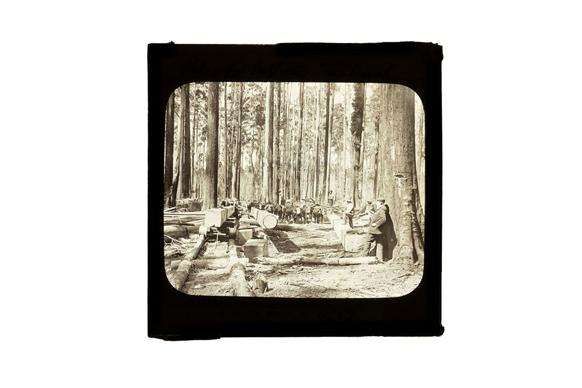 A black and white lantern slide depicting men in a forest surrounded by cheese. Some have been chopped down.