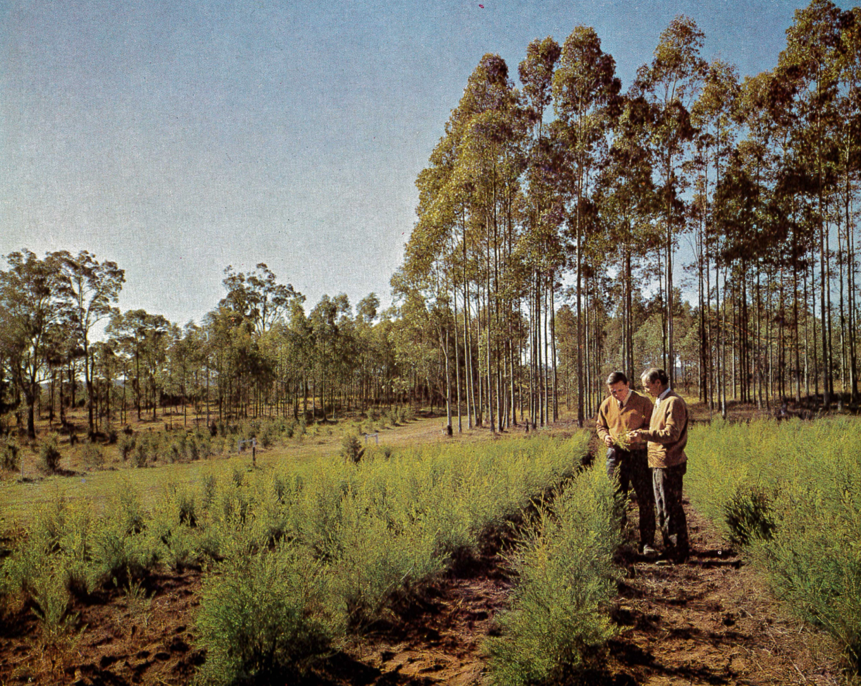 Vintage coloured photograph of two men inspecting tree samples