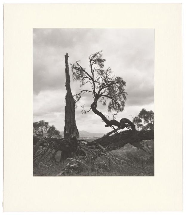 Black and white photograph showing in the foreground several charred, uprooted trees silhouetted against a cloudy sky. In the distance, a hazy landscape of plains and hills can be glimpsed through the fallen trees.