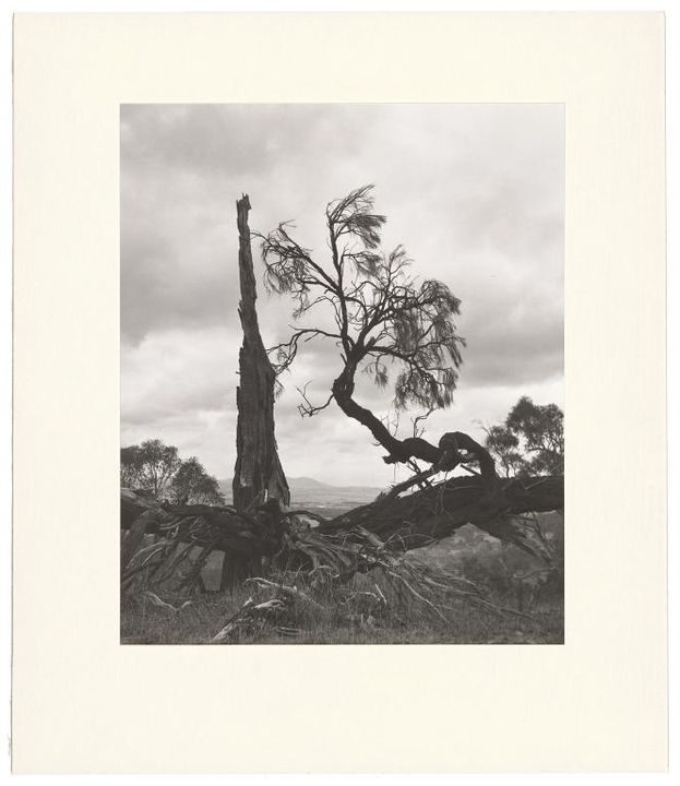 Black and white photograph showing in the foreground several charred, uprooted trees silhouetted against a cloudy sky. In the distance, a hazy landscape of plains and hills can be glimpsed through the fallen trees.