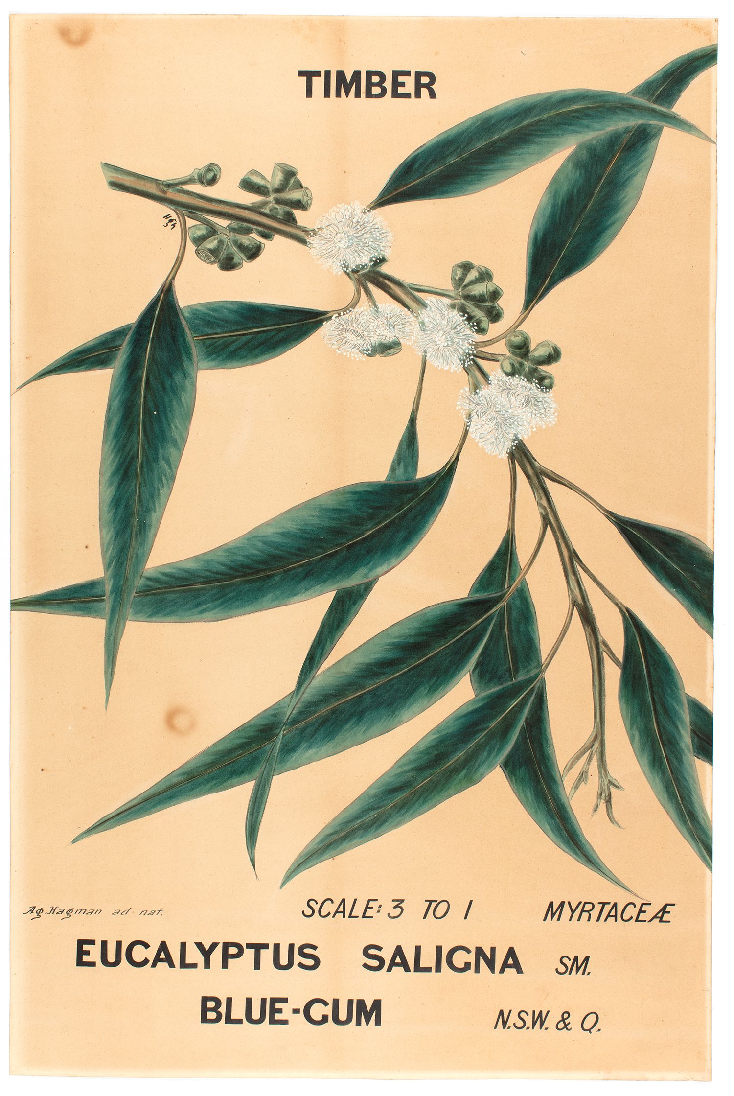 Botanical illustration of a Blue Gum eucalyptus branch with leaves and flowers.