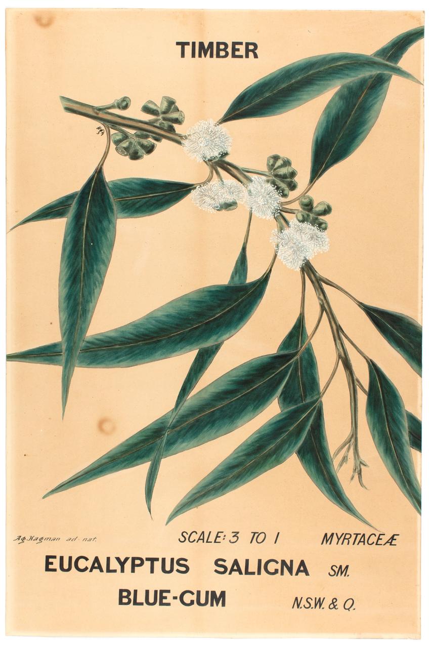 Botanical illustration of a Blue Gum eucalyptus branch with leaves and flowers.