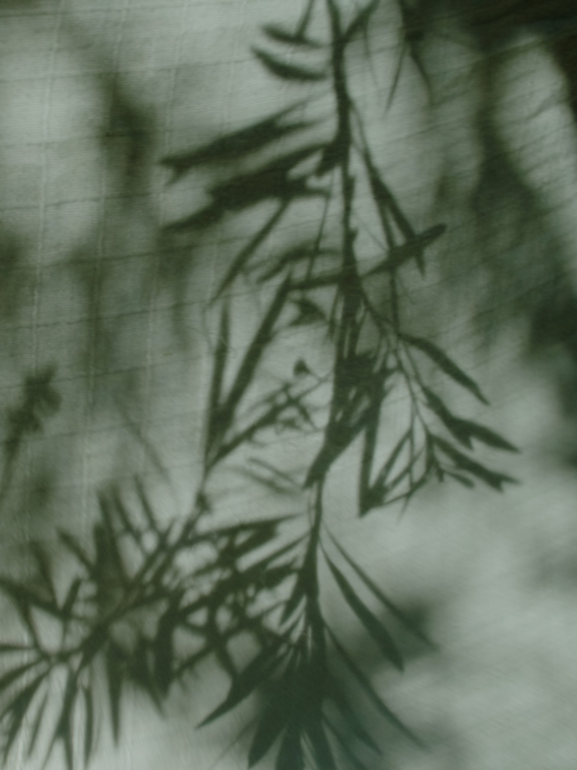 Shadows of tree branches on fabric