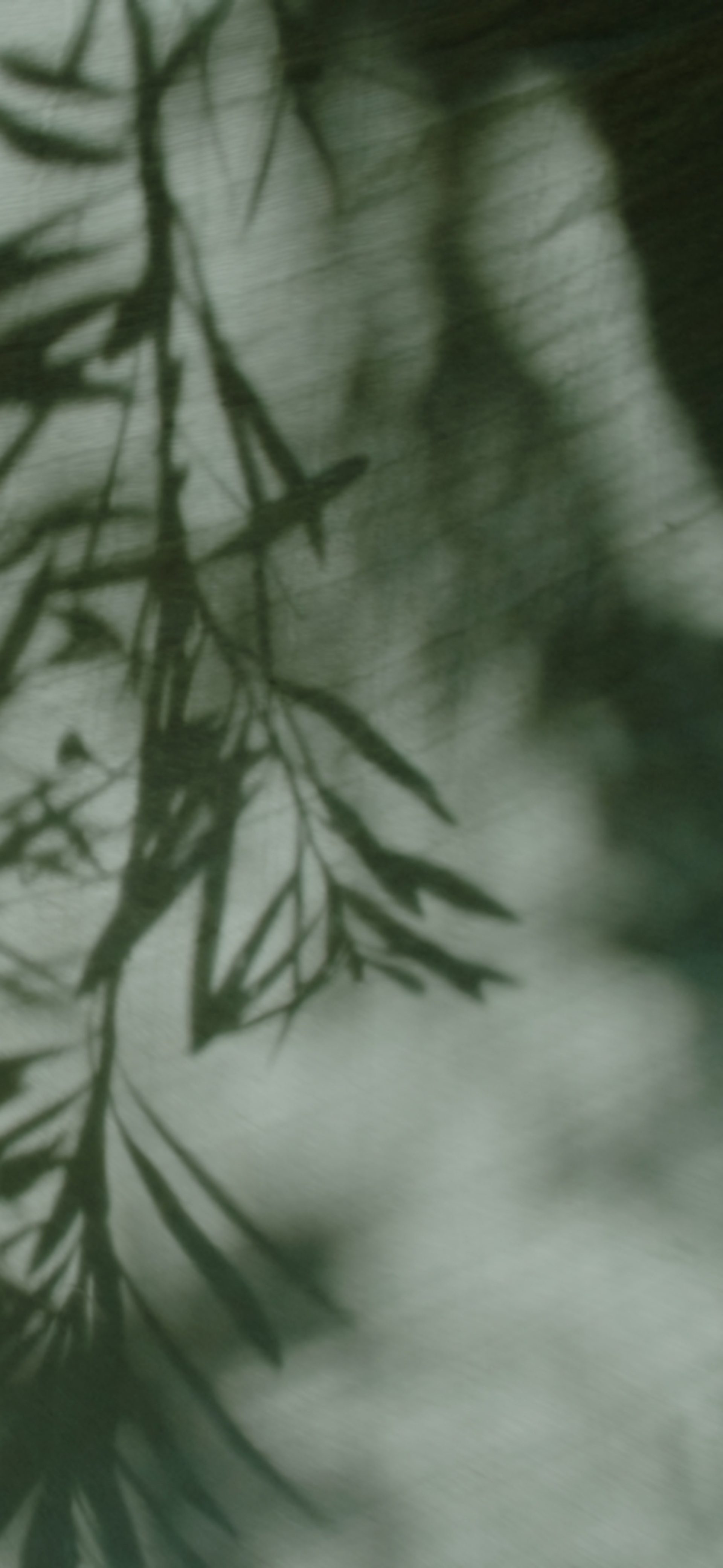 Shadows of tree branches on fabric