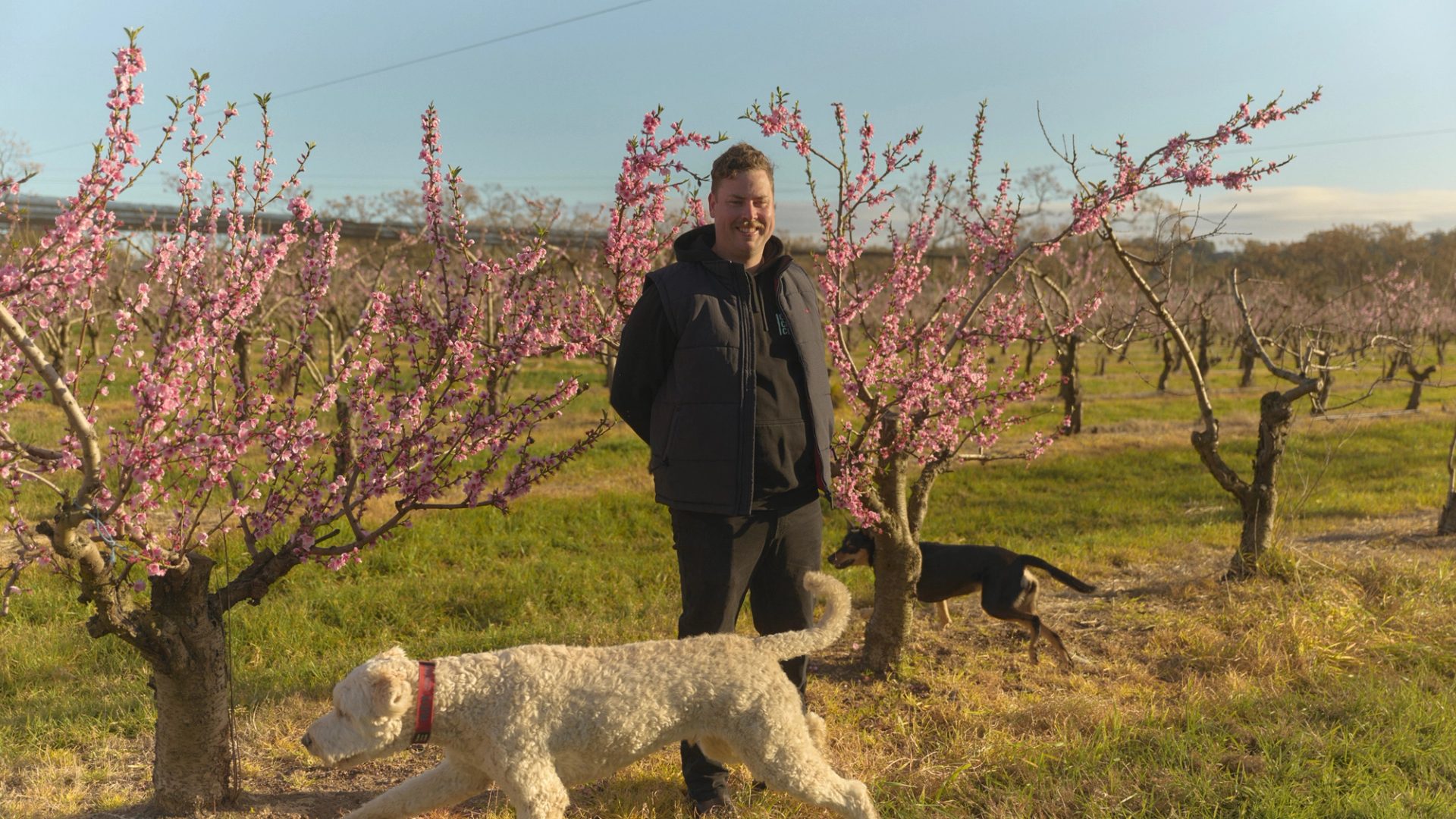 A man stands smiling among rows of blossoming peach trees in an orchard, with delicate pink flowers surrounding him. He is dressed in a dark jacket and pants, enjoying the sunny day. A large white dog is in the foreground, sniffing around the base of one of the trees, while a smaller black and tan dog is seen in the background, exploring the orchard.