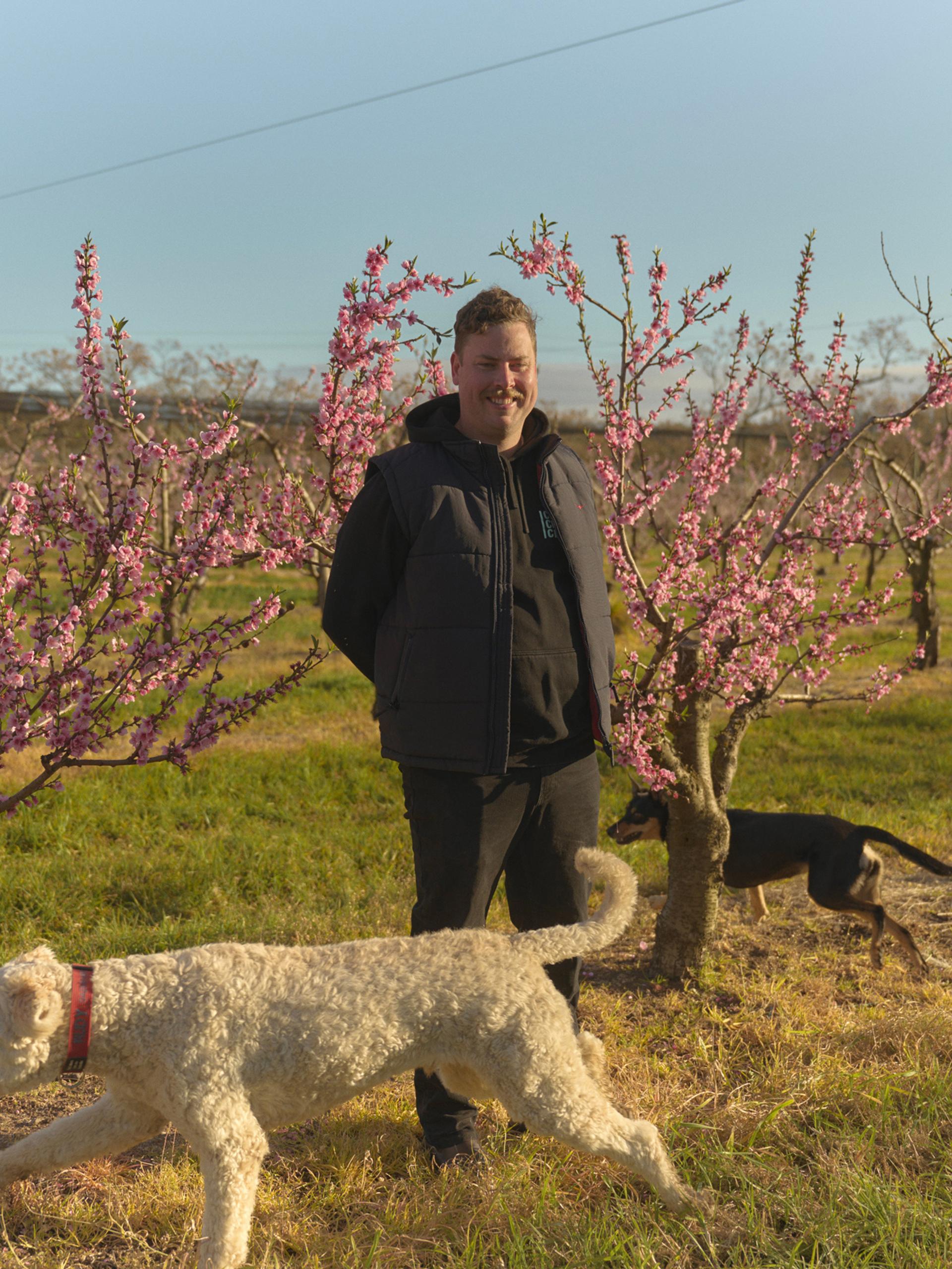 A man stands smiling among rows of blossoming peach trees in an orchard, with delicate pink flowers surrounding him. He is dressed in a dark jacket and pants, enjoying the sunny day. A large white dog is in the foreground, sniffing around the base of one of the trees, while a smaller black and tan dog is seen in the background, exploring the orchard.