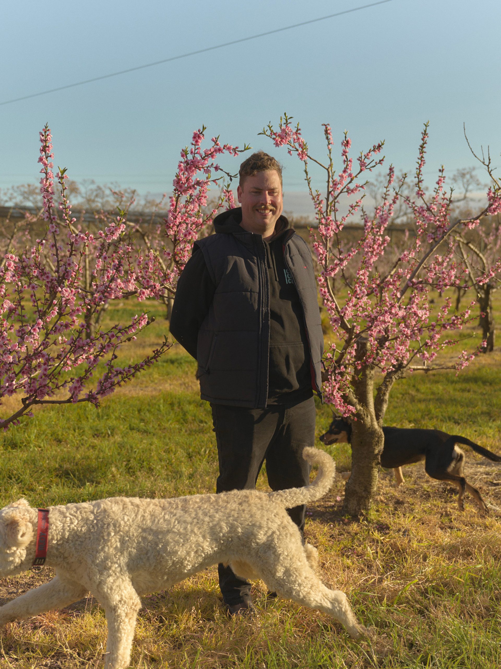 A man stands smiling among rows of blossoming peach trees in an orchard, with delicate pink flowers surrounding him. He is dressed in a dark jacket and pants, enjoying the sunny day. A large white dog is in the foreground, sniffing around the base of one of the trees, while a smaller black and tan dog is seen in the background, exploring the orchard.