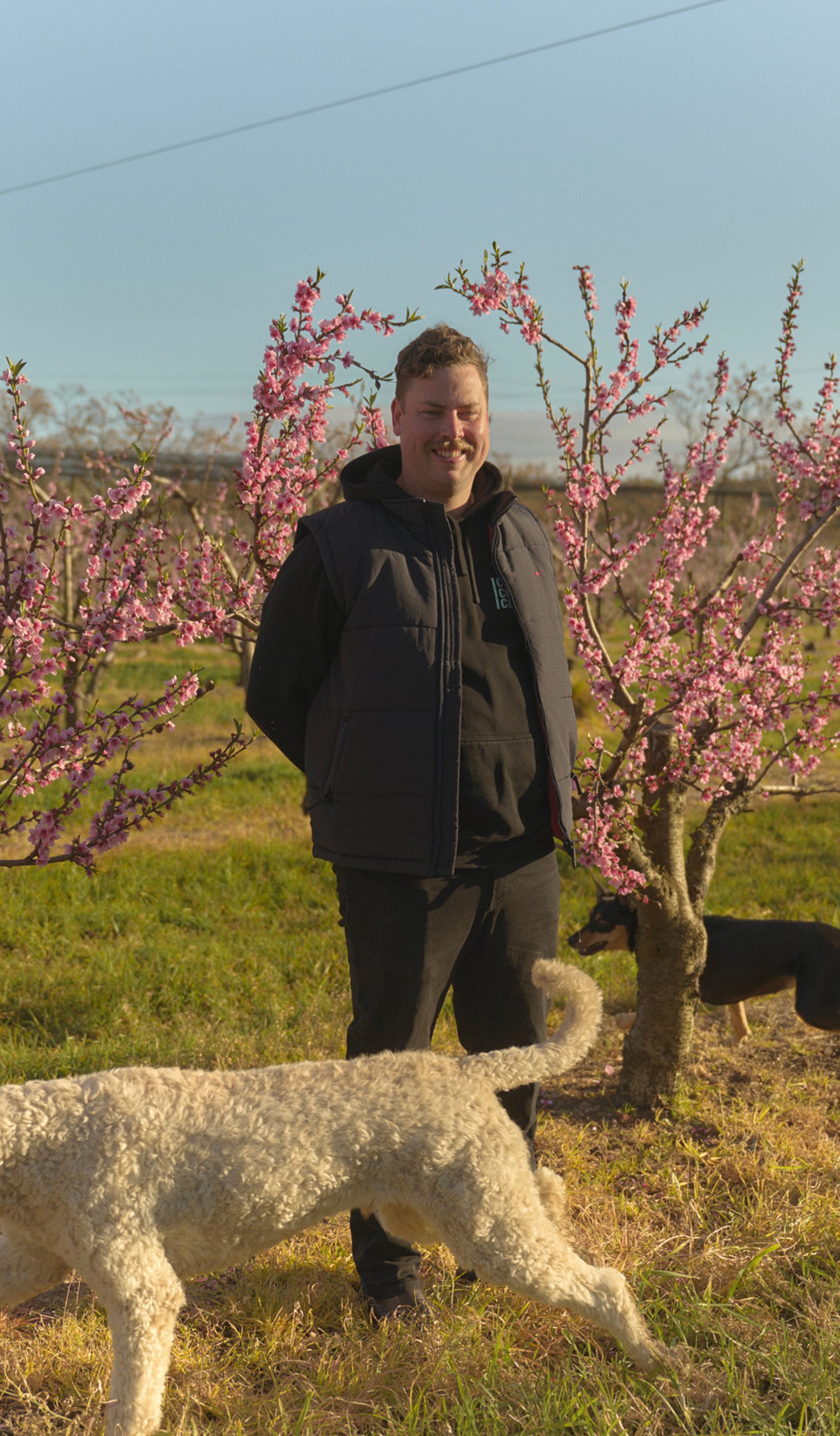 A man stands smiling among rows of blossoming peach trees in an orchard, with delicate pink flowers surrounding him. He is dressed in a dark jacket and pants, enjoying the sunny day. A large white dog is in the foreground, sniffing around the base of one of the trees, while a smaller black and tan dog is seen in the background, exploring the orchard.