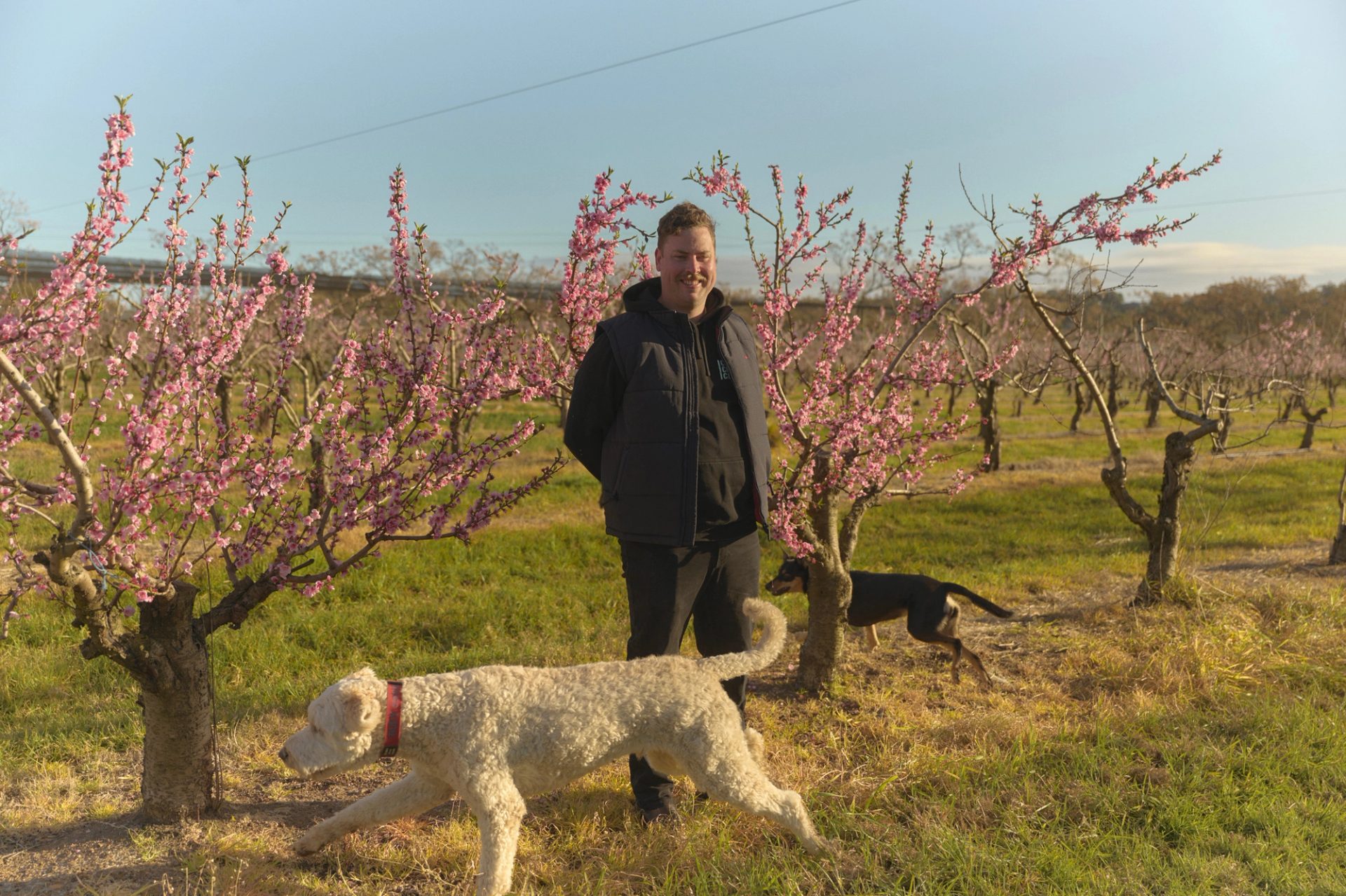 A man stands smiling among rows of blossoming peach trees in an orchard, with delicate pink flowers surrounding him. He is dressed in a dark jacket and pants, enjoying the sunny day. A large white dog is in the foreground, sniffing around the base of one of the trees, while a smaller black and tan dog is seen in the background, exploring the orchard.