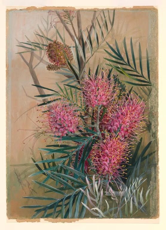 Watercolour and gouache painting on paper, of red and pink Grevillea banksii flowers, bud and foliage on greenish wash background.