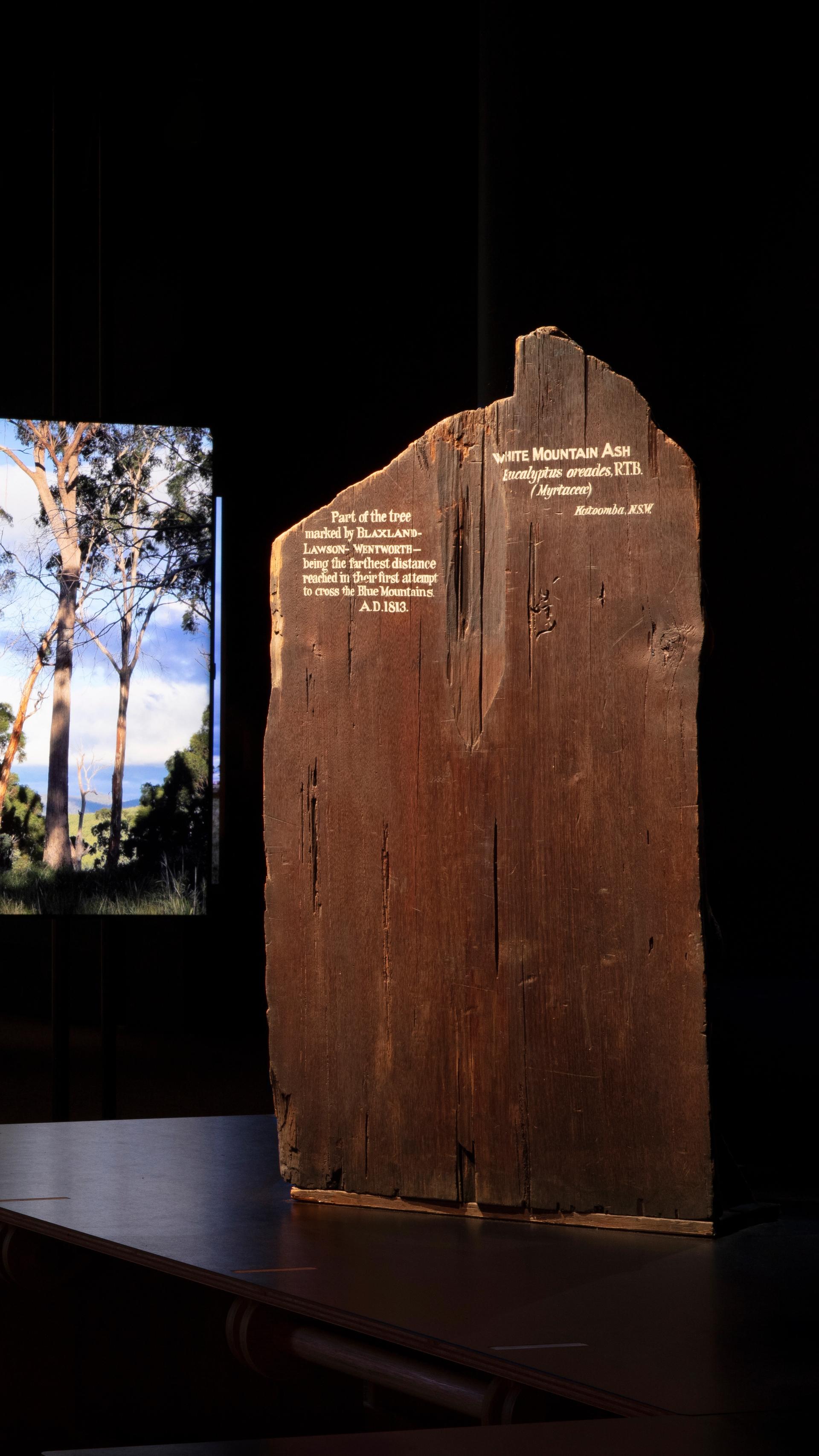 Four screens with images of trees and the first two with text overlaid. To the right a large slab on wood stands upright with white text written on it.