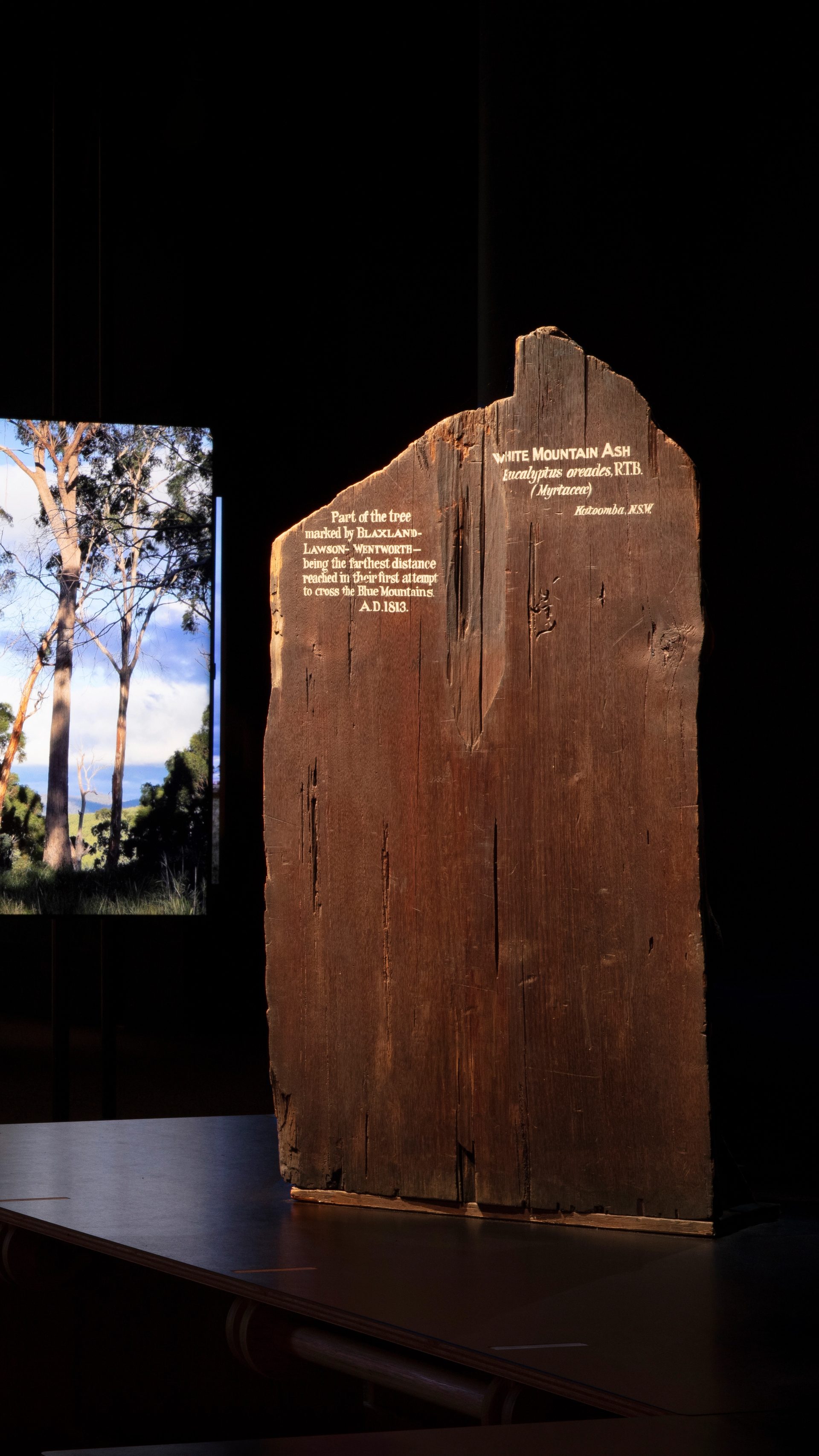 Four screens with images of trees and the first two with text overlaid. To the right a large slab on wood stands upright with white text written on it.