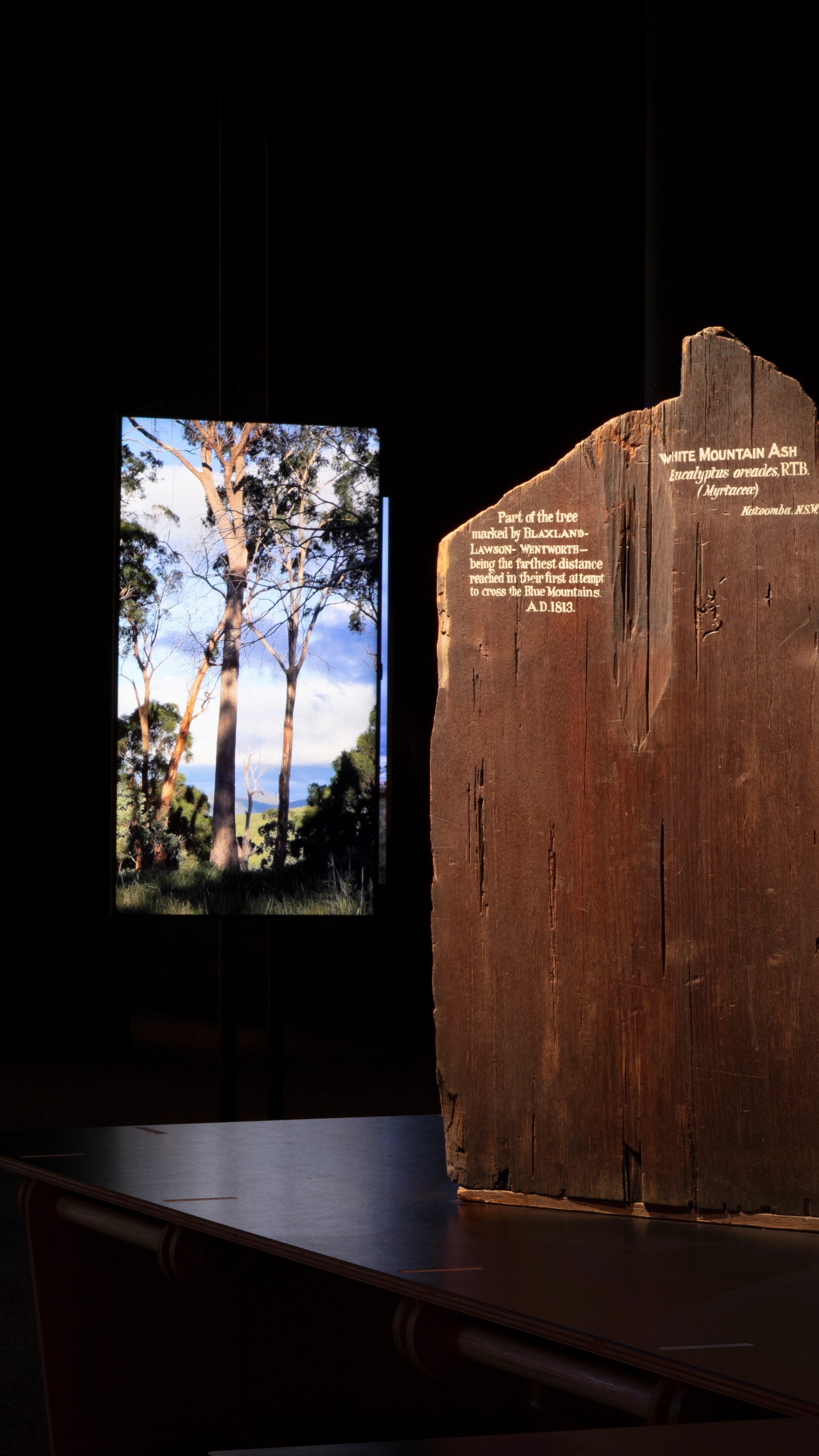 Four screens with images of trees and the first two with text overlaid. To the right a large slab on wood stands upright with white text written on it.