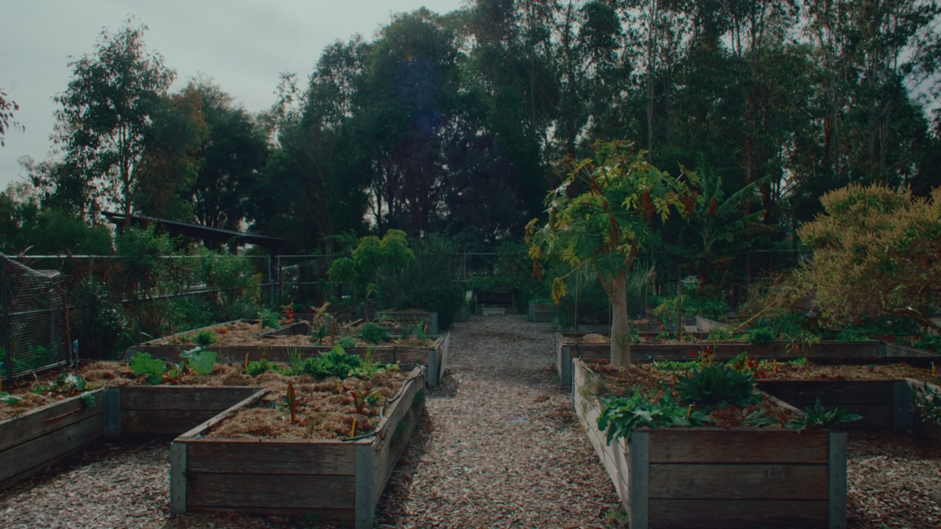 Urban farm planter boxes amongst trees