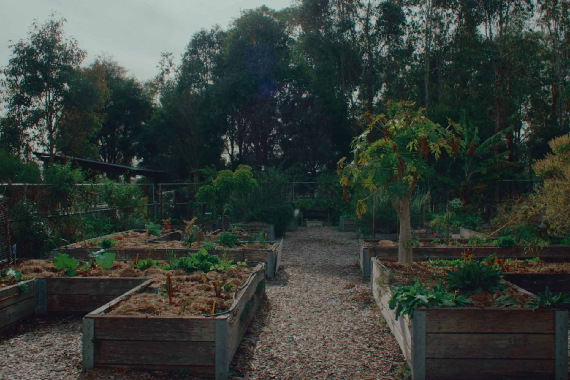 Urban farm planter boxes amongst trees
