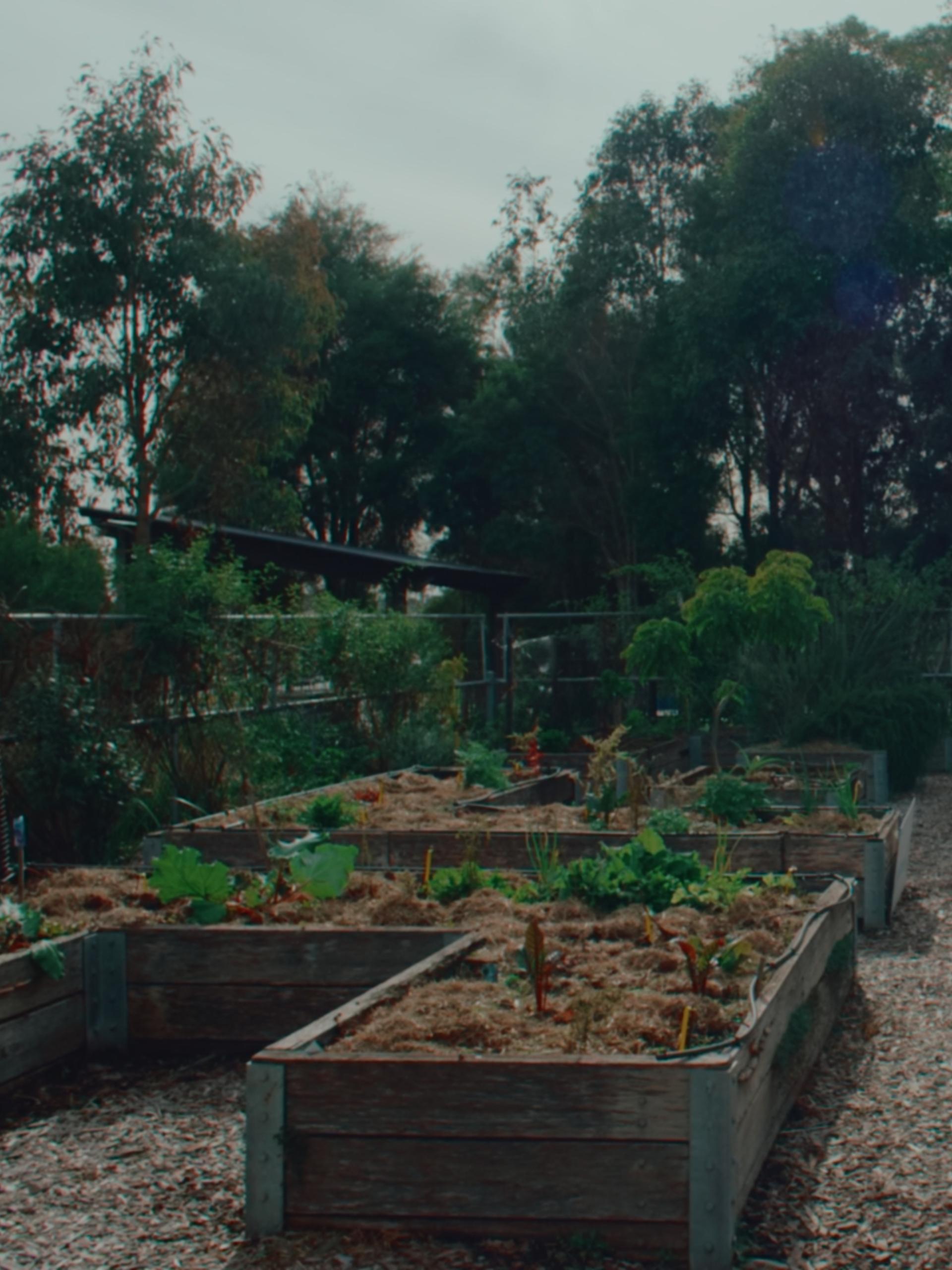 Urban farm planter boxes amongst trees