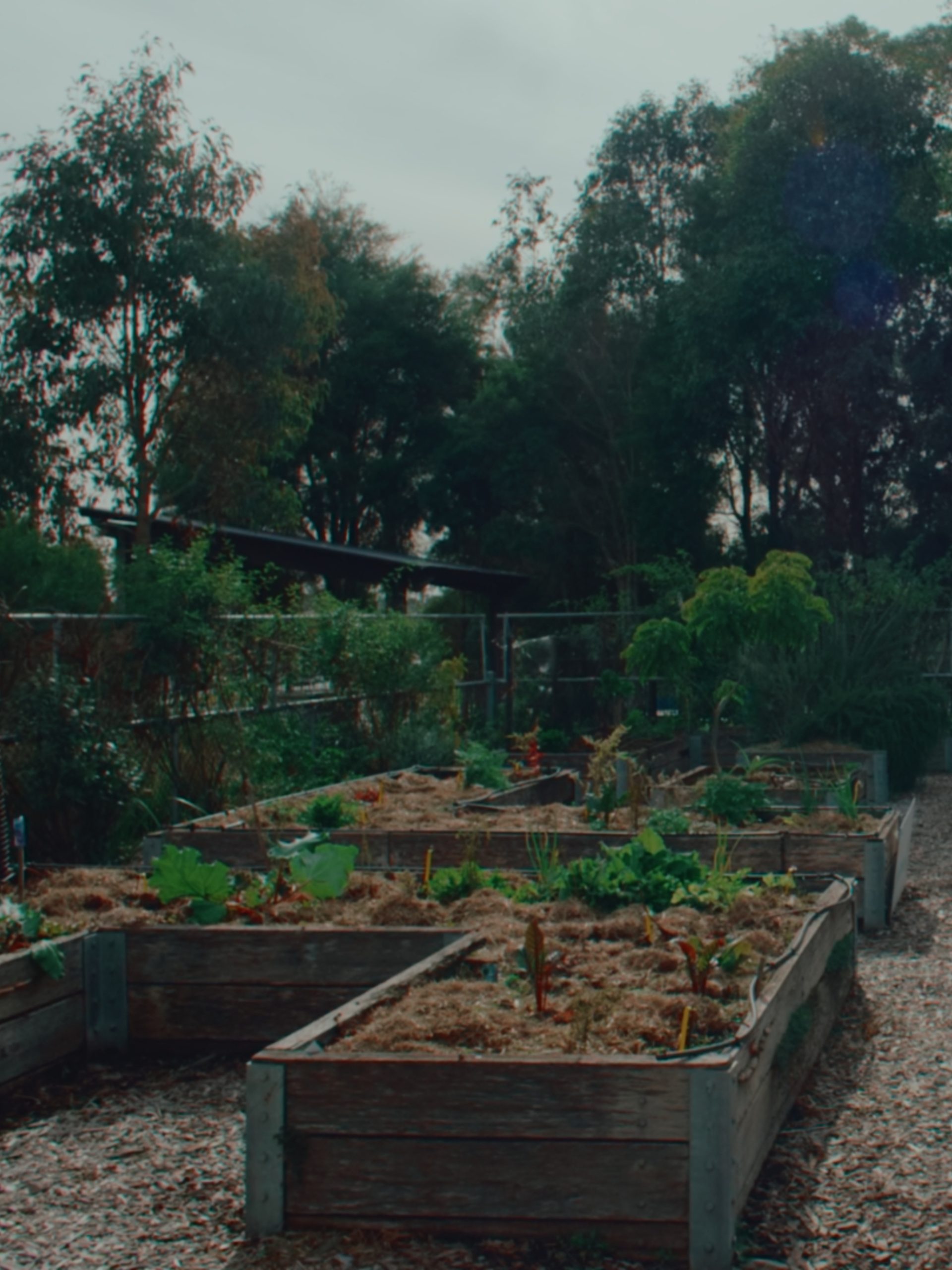 Urban farm planter boxes amongst trees