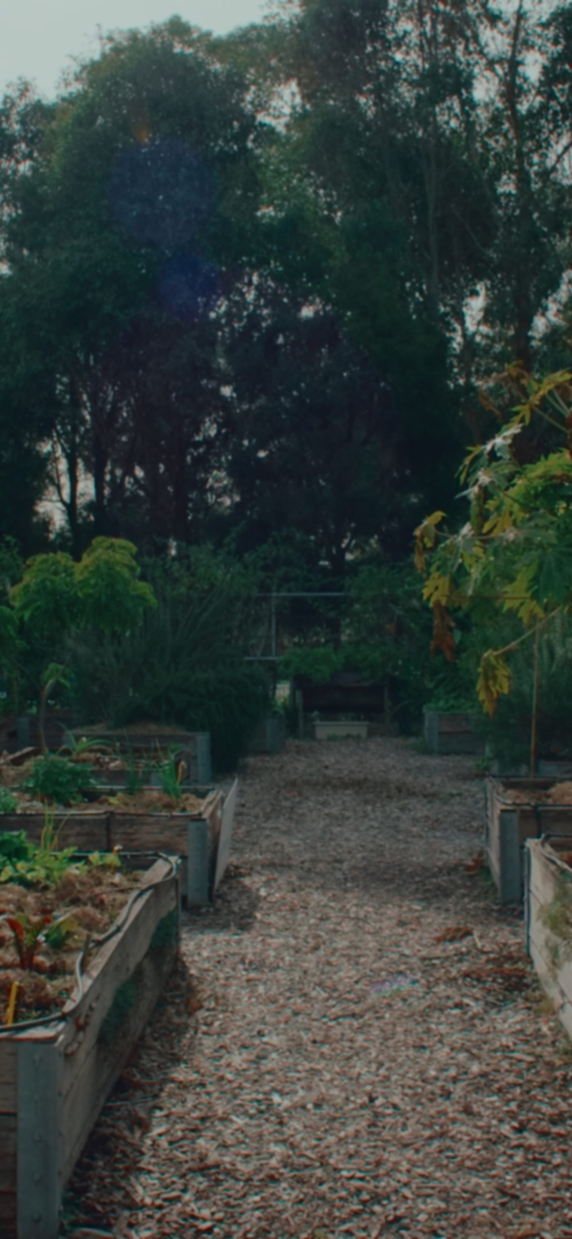 Urban farm planter boxes amongst trees